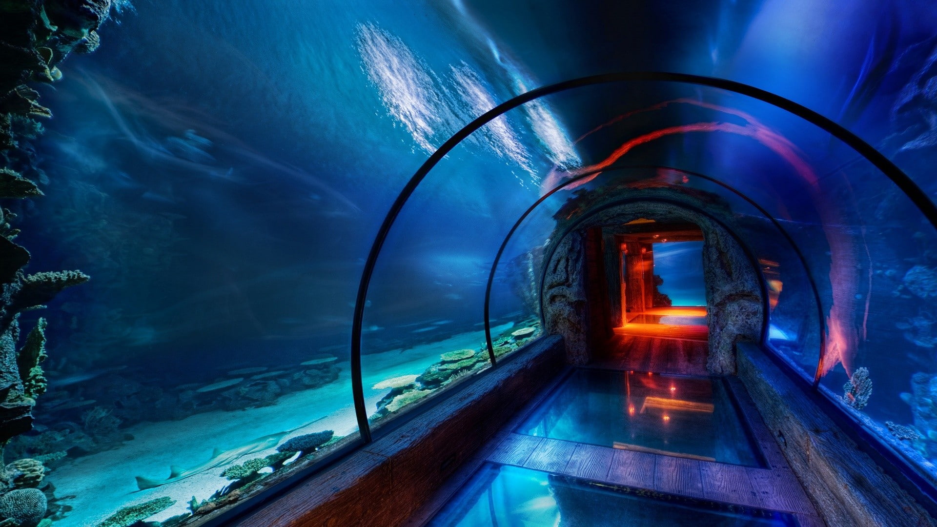 blue, aquarium, underwater, tunnel, 1080P, HD Wallpaper