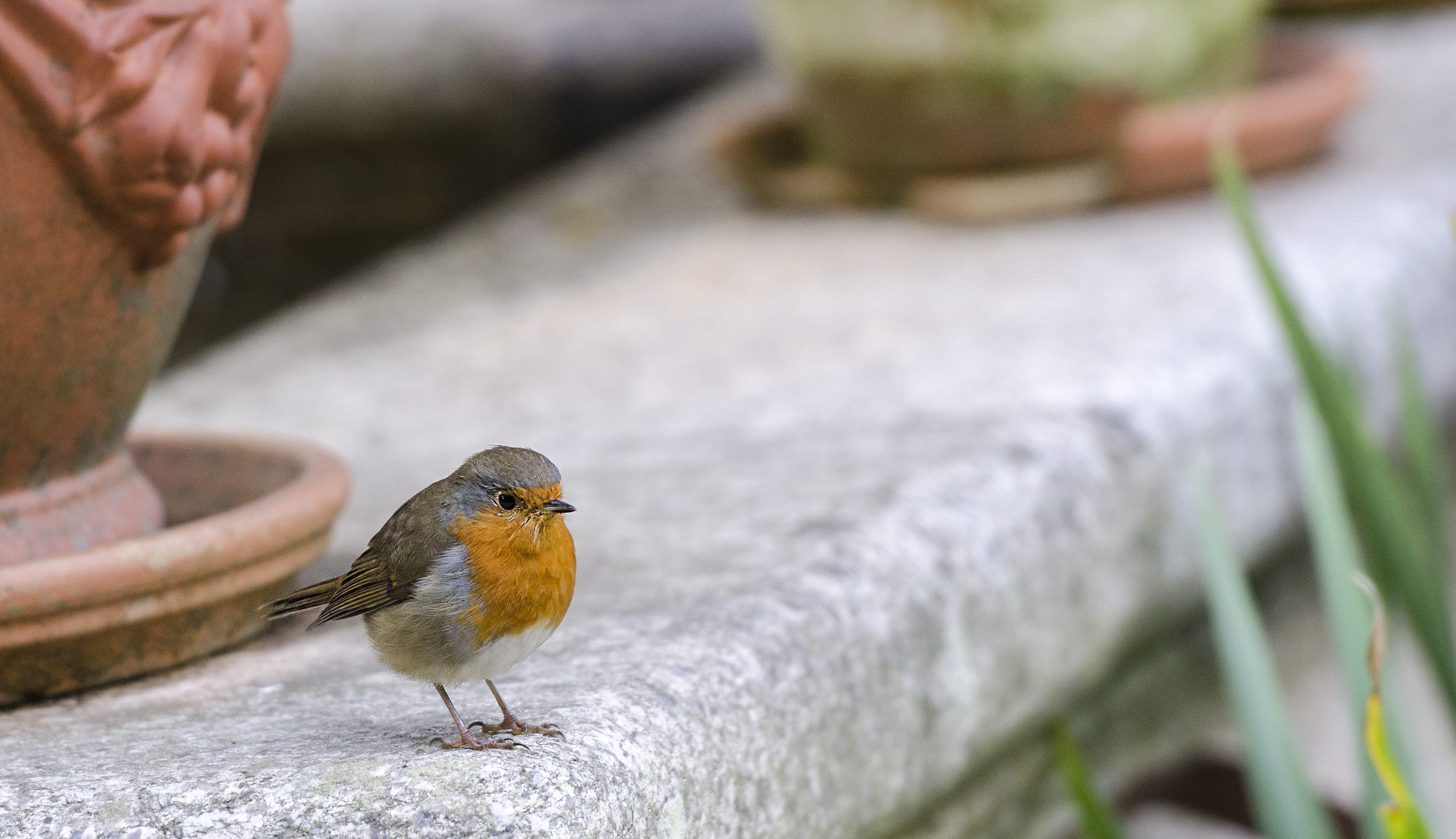animals in the wild, beauty in nature, day, worm, close-up, focus on foreground, perching, one animal, bird, birds, selective focus, 2K, no people, vertebrate, HD Wallpaper