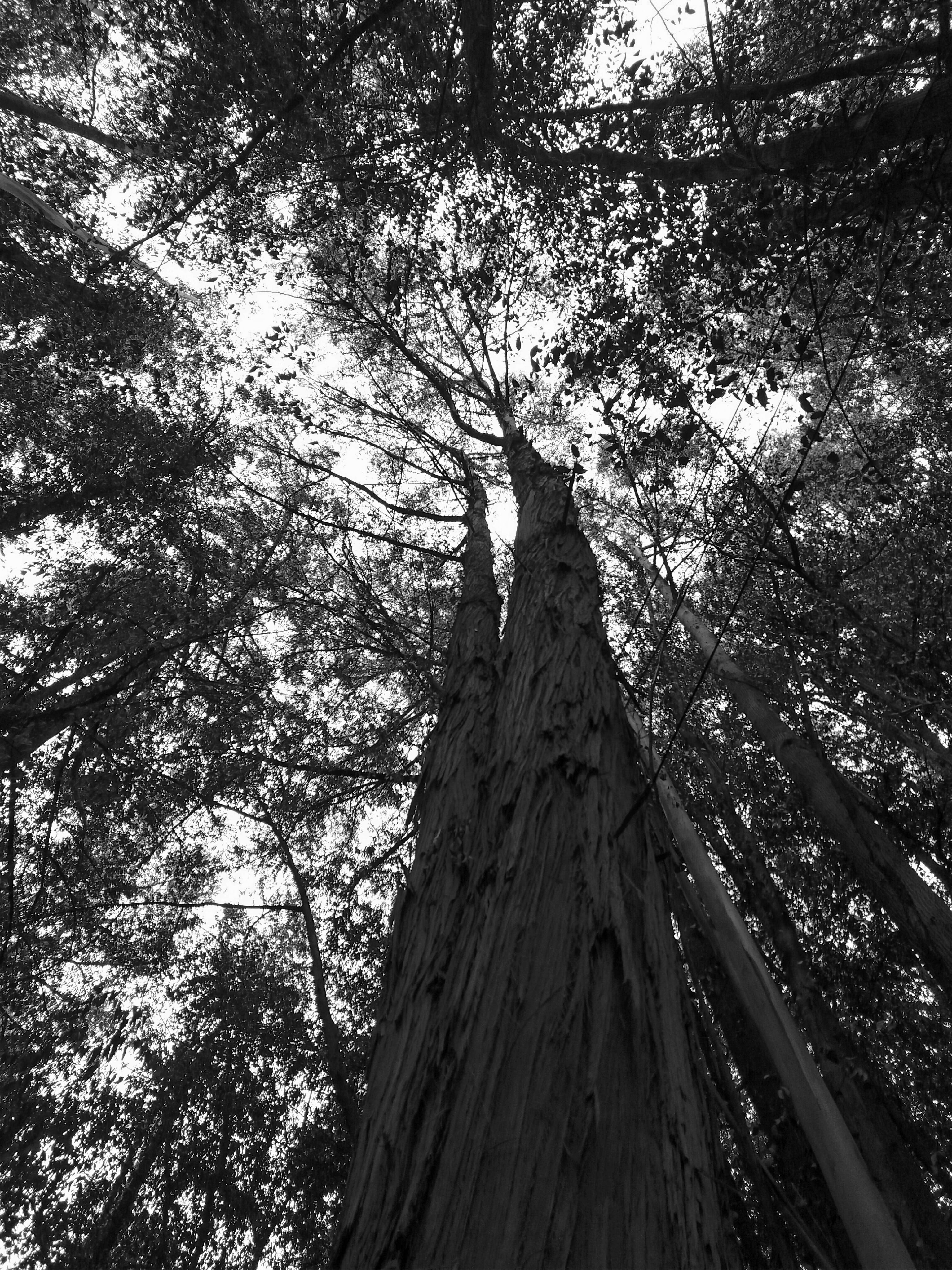 nature, low angle view, branch, growth, santiago de compostela, tree canopy, tree trunk, spain, 4K, trunk, plant, tall - high, outdoors, bark, day, forest, Phone HD Wallpaper