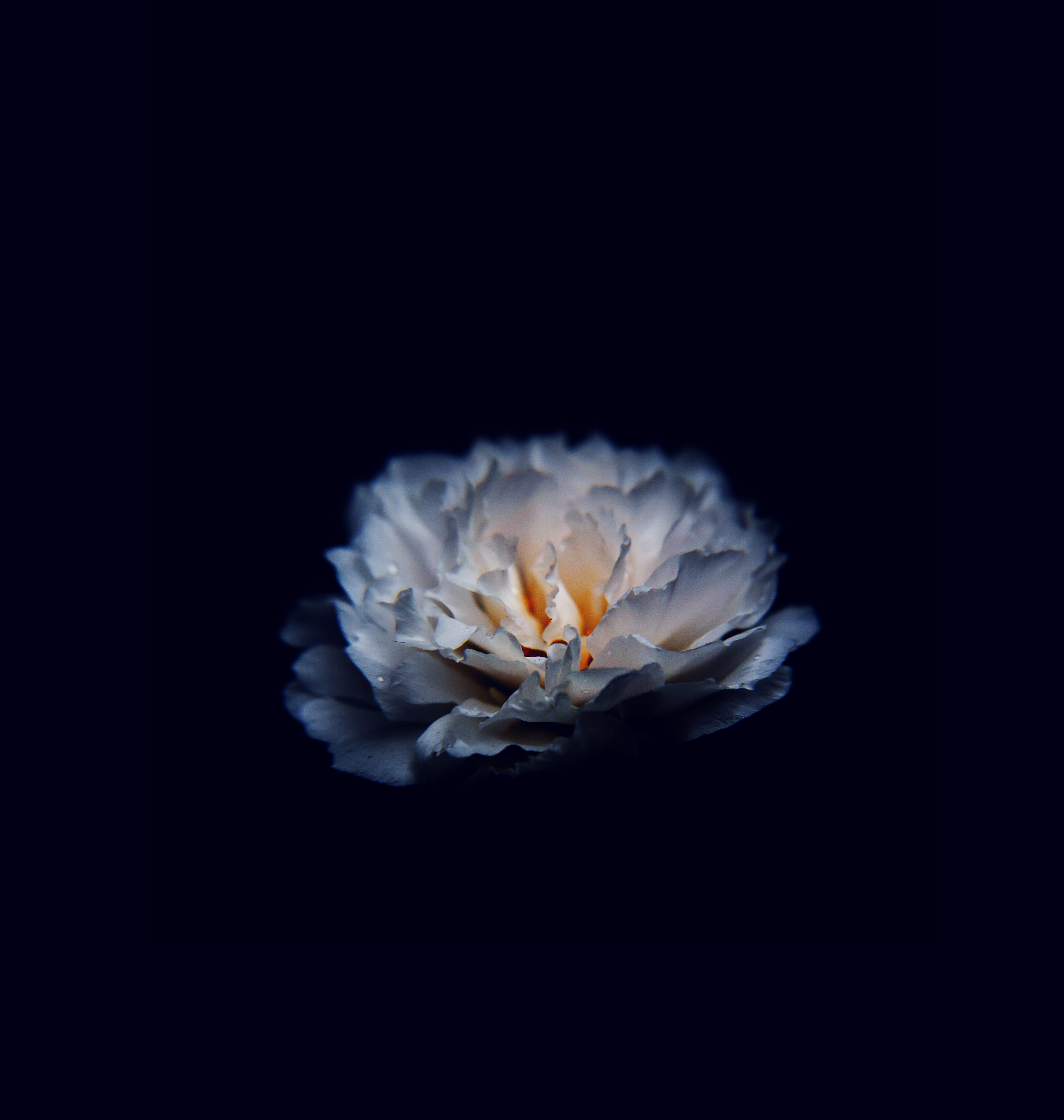 photography, nature, black background, copy space, vulnerability, waterdrop, 8K, black, freshness, beauty in nature, intricate, life, faded, carnation, Phone HD Wallpaper
