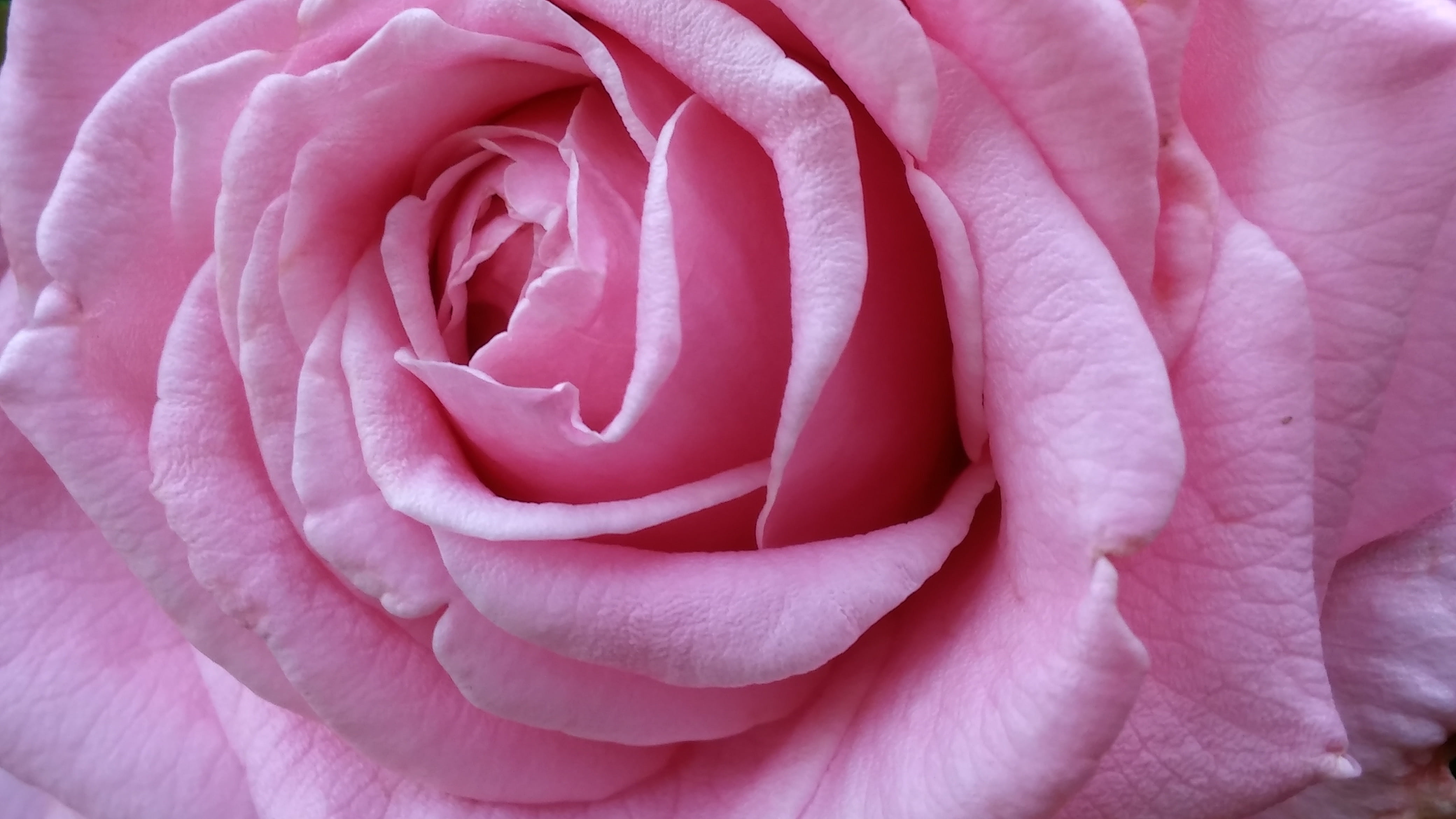 flowering plant, voluptuous, plant, valentines day - holiday, rose, growth, inflorescence, big, pretty, up close, fragility, petals, large, no people, close-up, HD Wallpaper