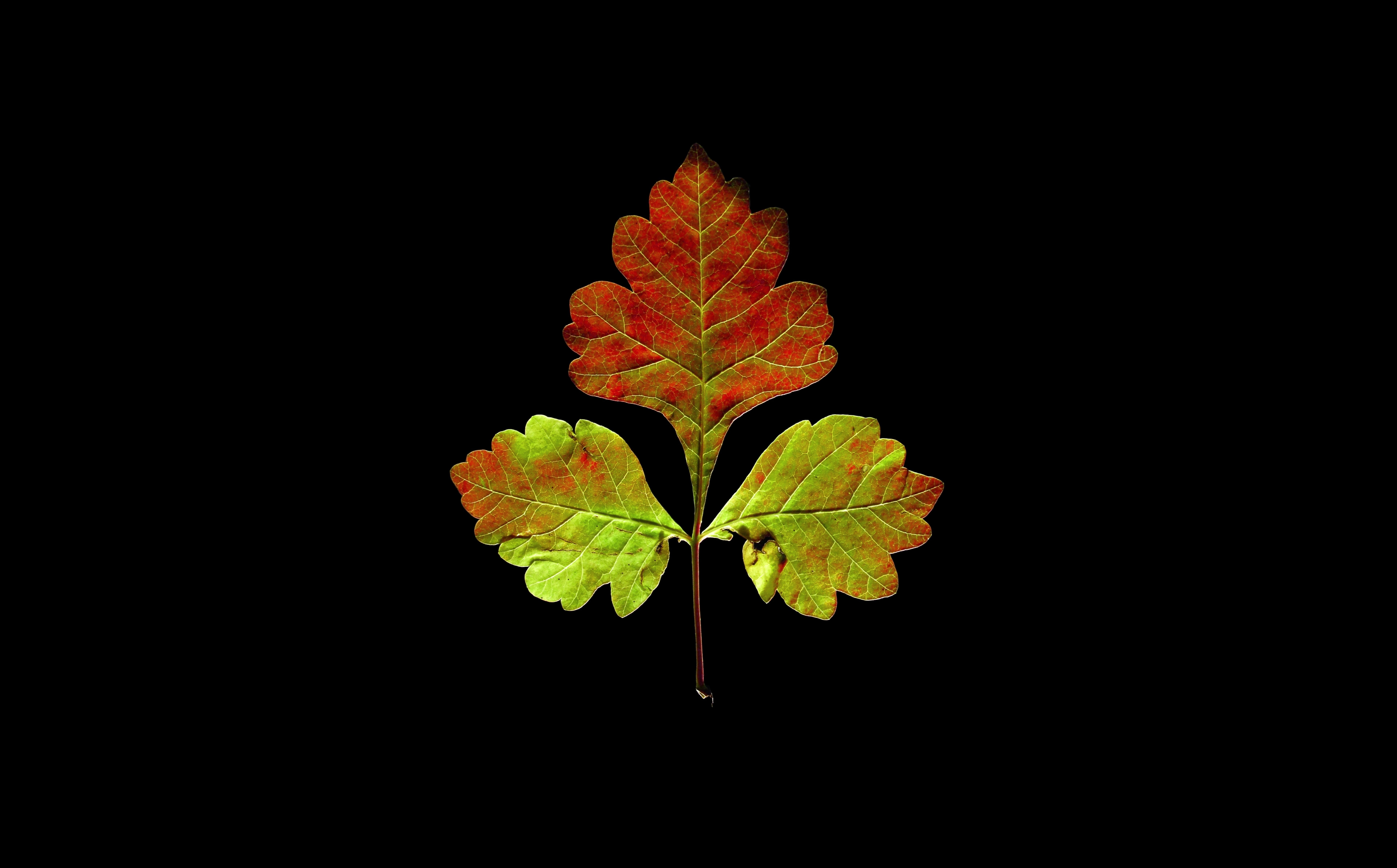 Fall, saltlake, unitedstates, Details, night, Green, Utah, change, Autumn, plant part, close-up, beauty, pattern, studio shot, maroon, nature, natural pattern, HD Wallpaper