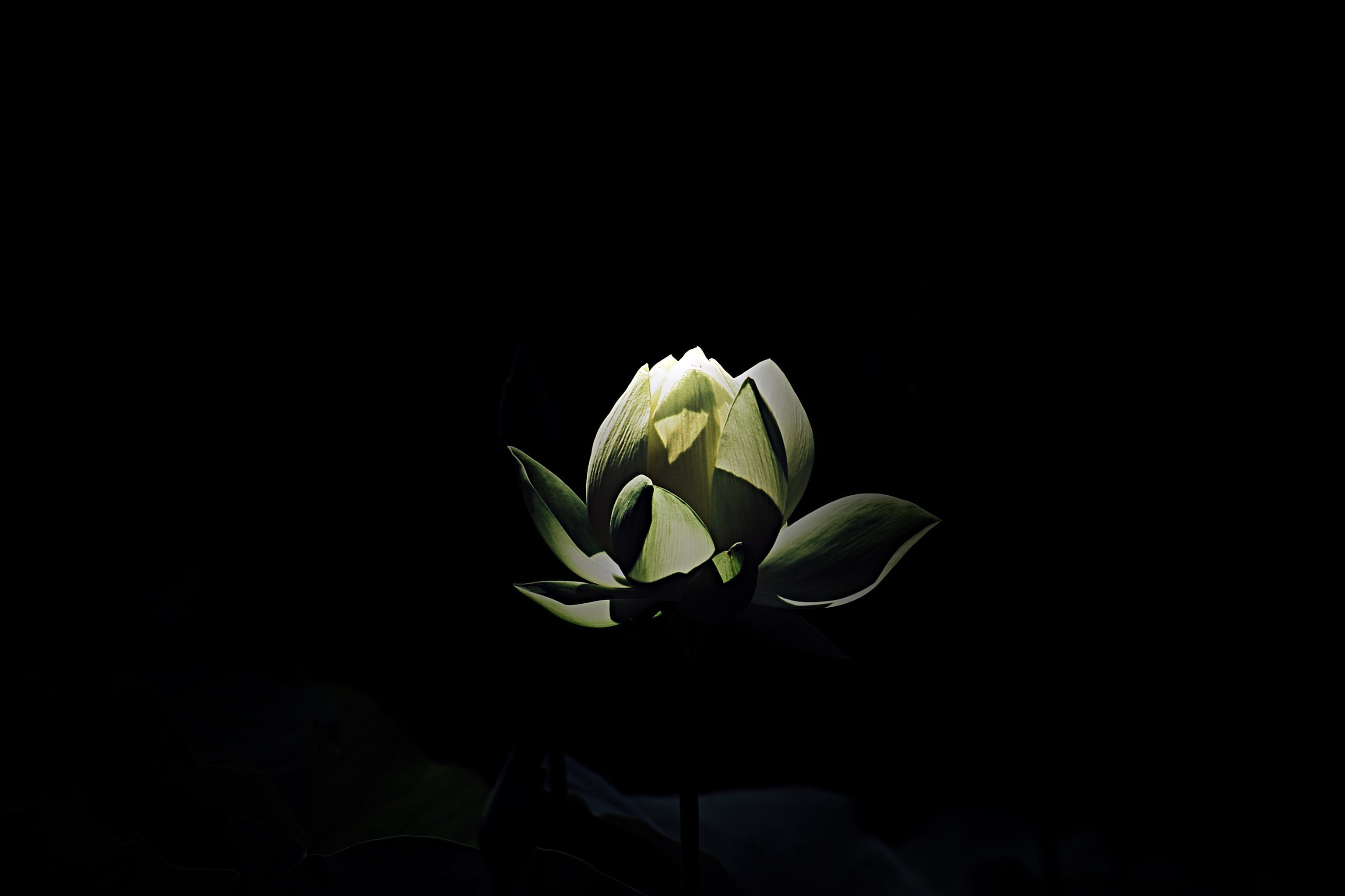 nature, living, flower head, shine, garden, alive, indoors, vulnerability, hd, copy space, intricate, pattern, no people, fragility, leaf, inflorescence, HD Wallpaper