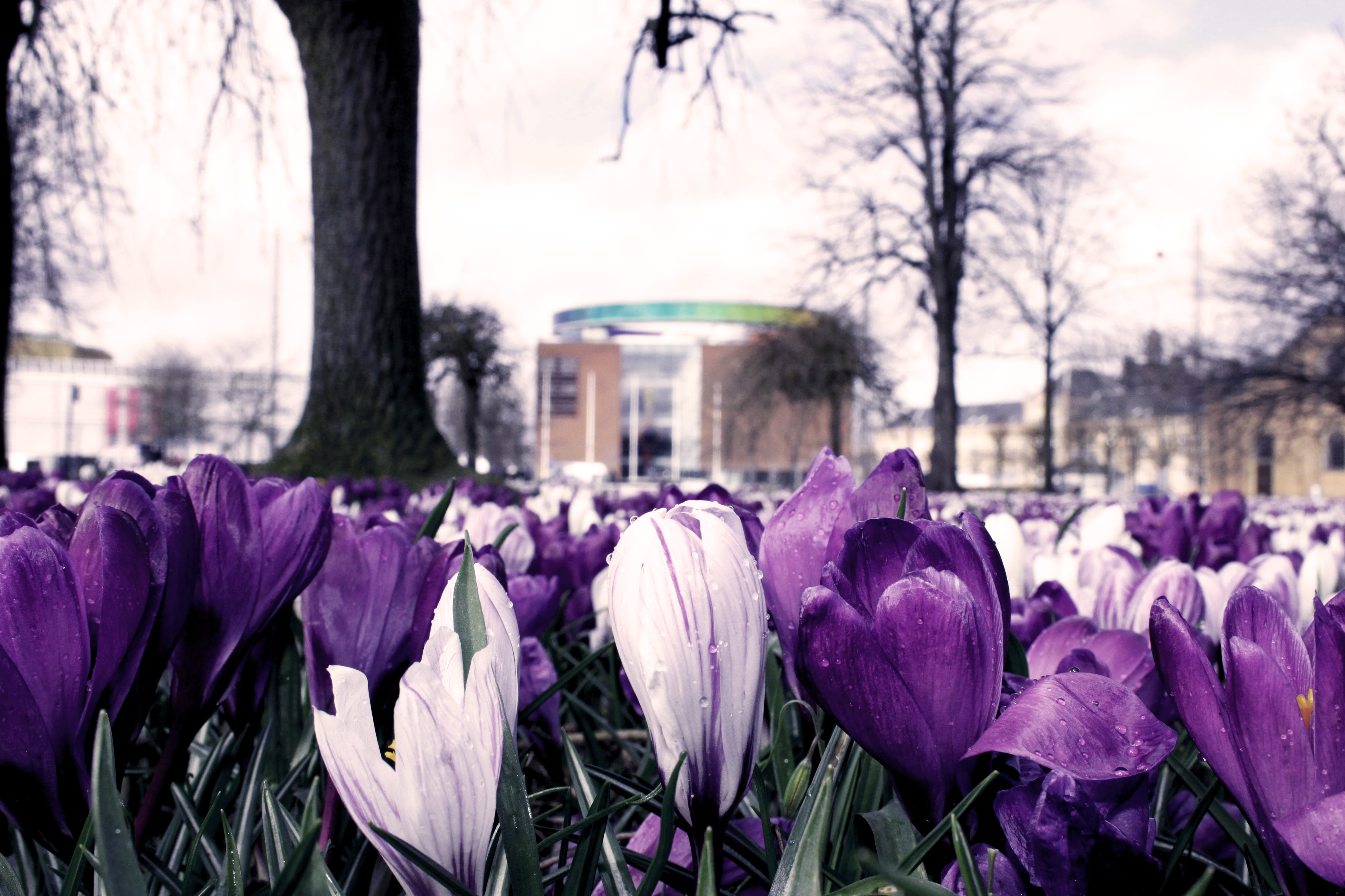 freshness, colors, purple, architecture, flower, city, scandinavia, fragility, park, beauty in nature, aros, focus on foreground, iris, inflorescence, outdoors, HD Wallpaper