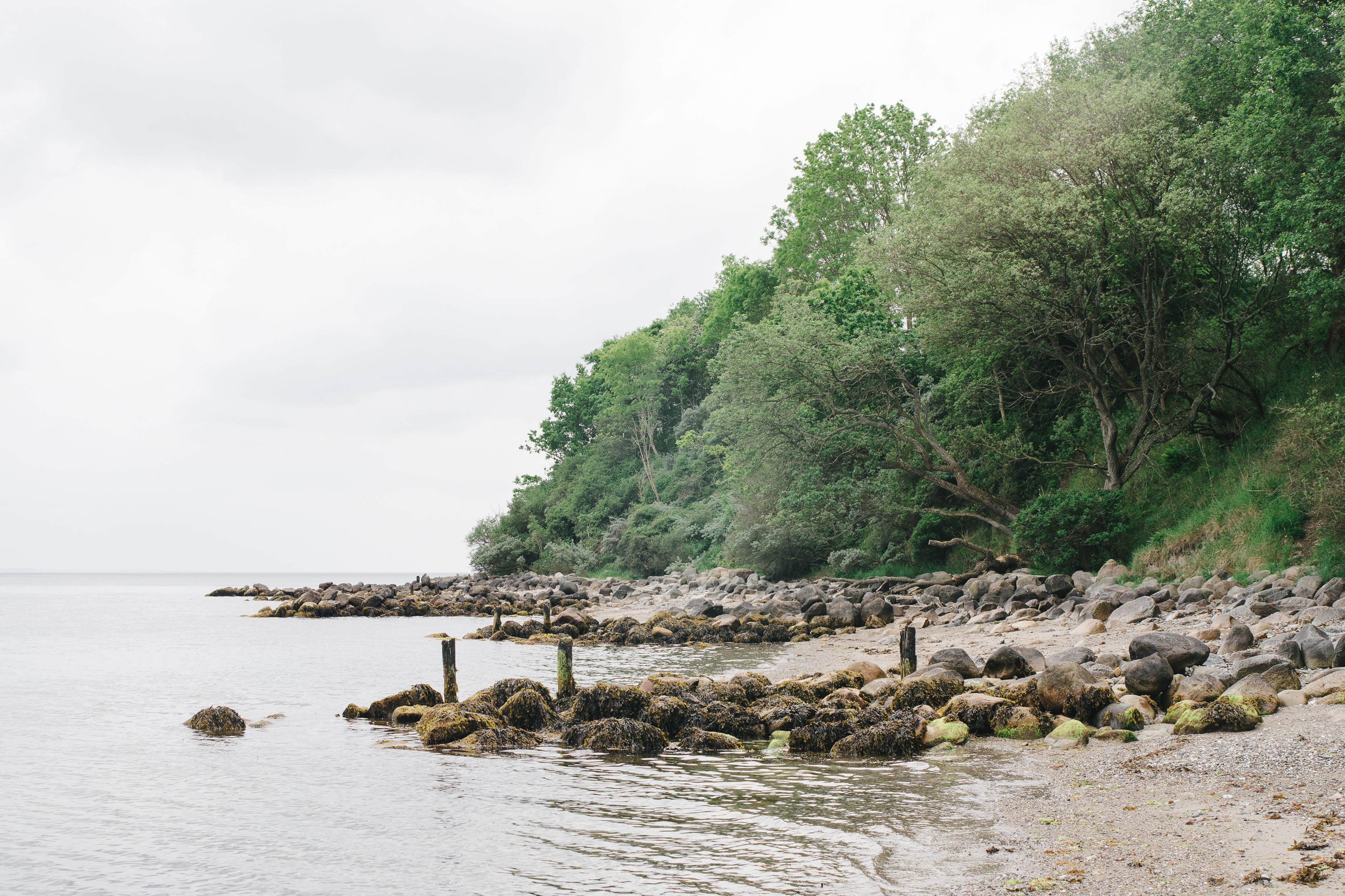moesg, europe, shore, plant, beauty in nature, nature, solid, scenics - nature, rock - object, coastline, ocean, beach, scenic, danish, tranquility, landscape, HD Wallpaper