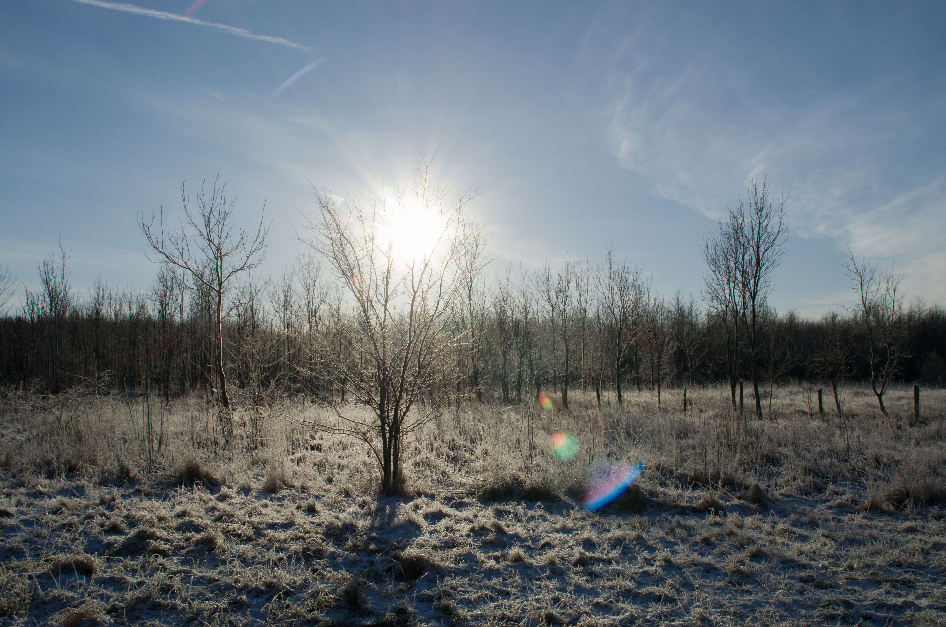 sunbeam, sun, tranquil scene, winther, 4K, no people, aarhus, sunlight, non-urban scene, environment, open field, day, land, trees, plant, forest, denmark, HD Wallpaper
