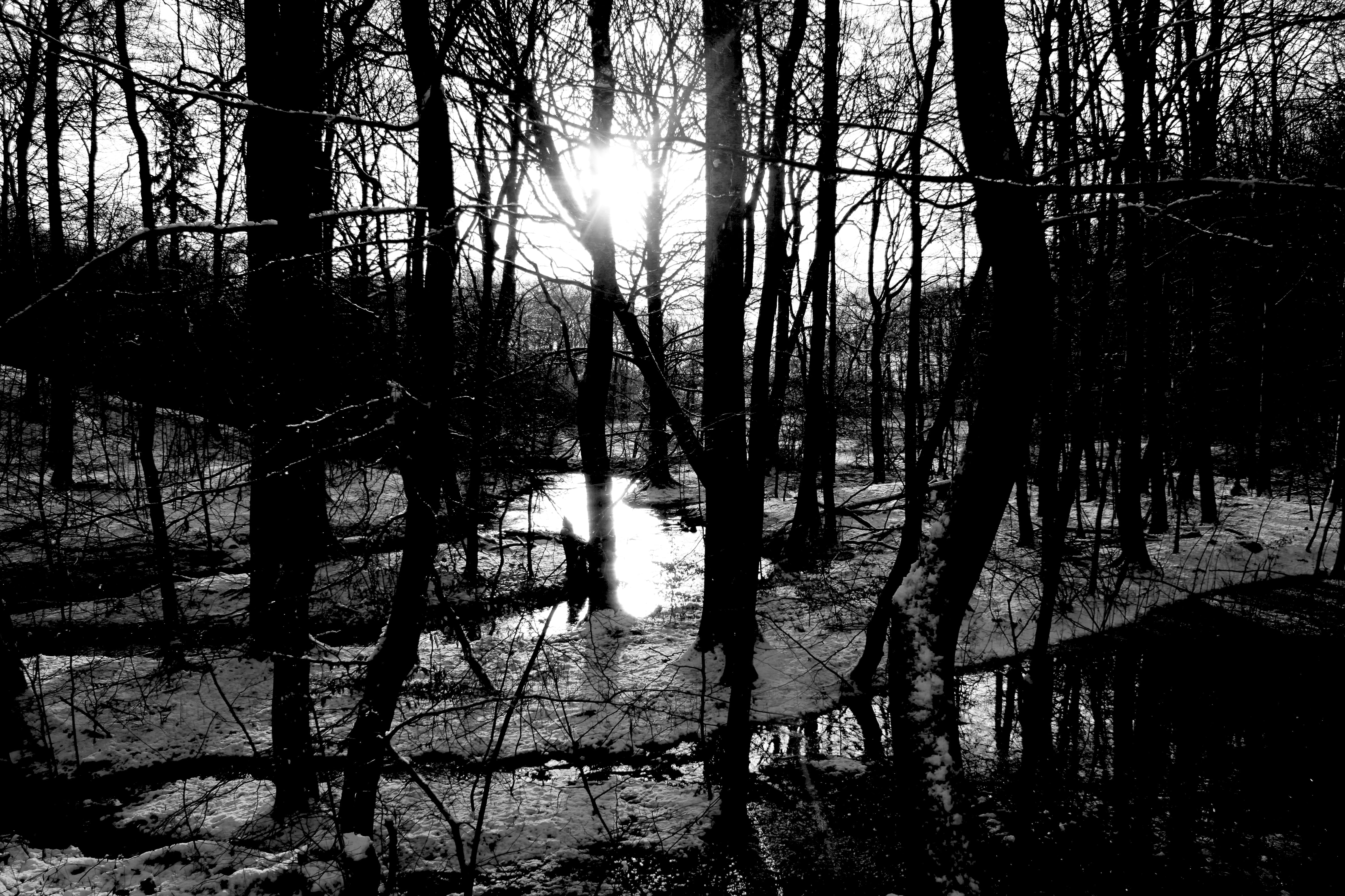 silhouette, growth, trunk, aarhus, woodland, denmark, scenics - nature, water, beauty in nature, tranquil scene, non-urban scene, 4K, no people, tree, HD Wallpaper