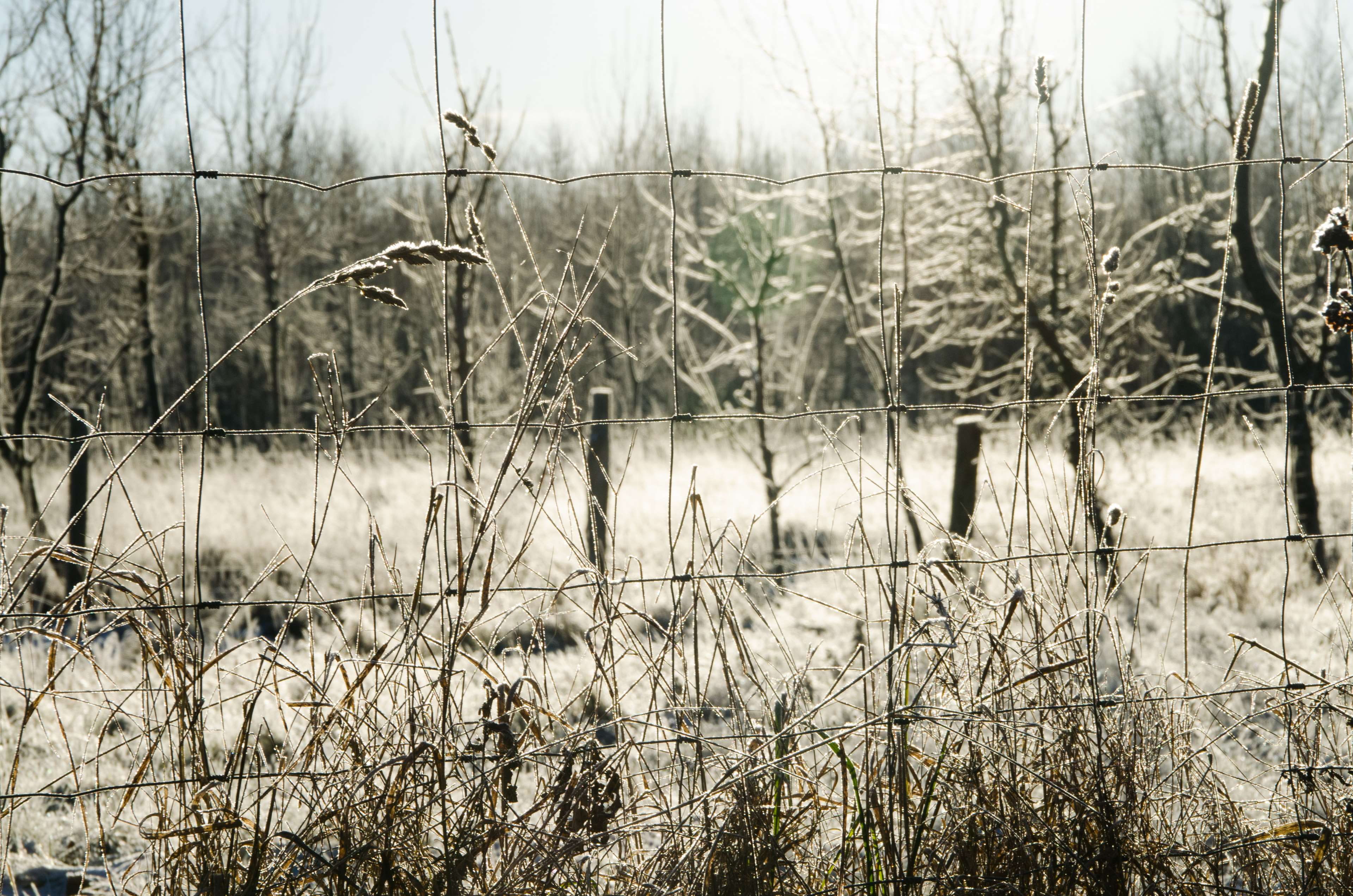 bare tree, dead plant, forest, sun, no people, tranquility, growth, non-urban scene, beauty in nature, cold, winther, scenics - nature, clouse up, day, HD Wallpaper
