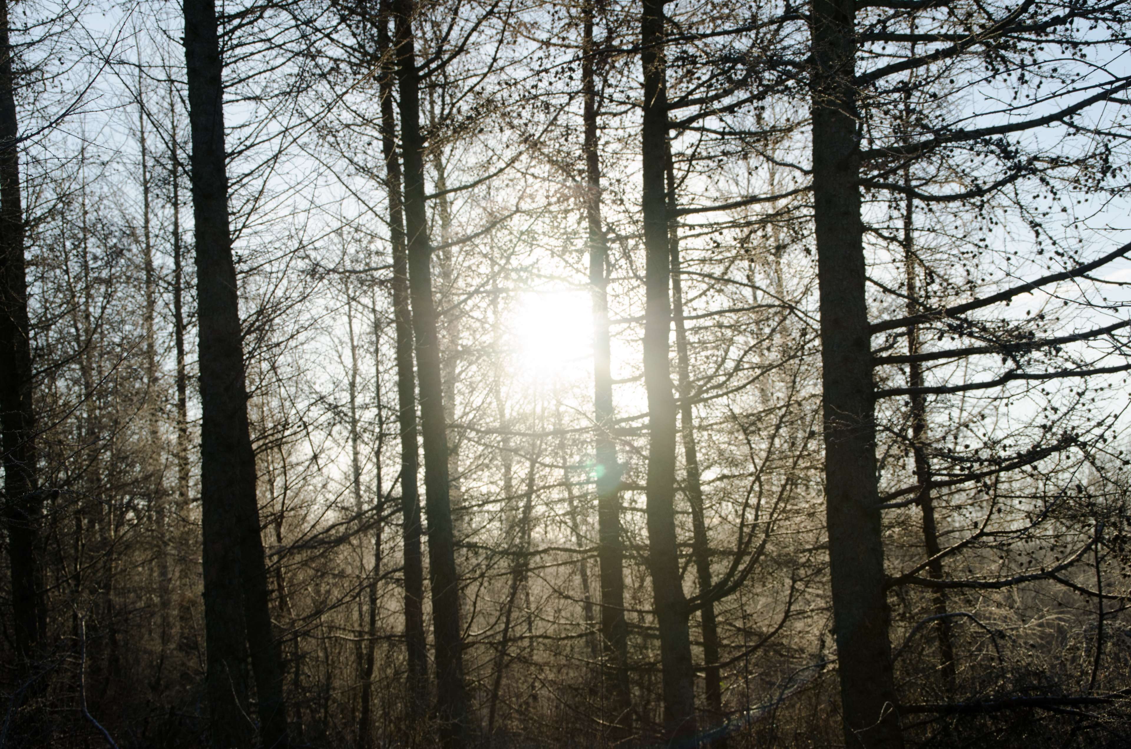 tranquil scene, aarhus, plant, pines, tree, pine tree, forest, non-urban scene, tree trunk, sun, north, 4K, environment, outdoors, woodland, trunk, branch, HD Wallpaper