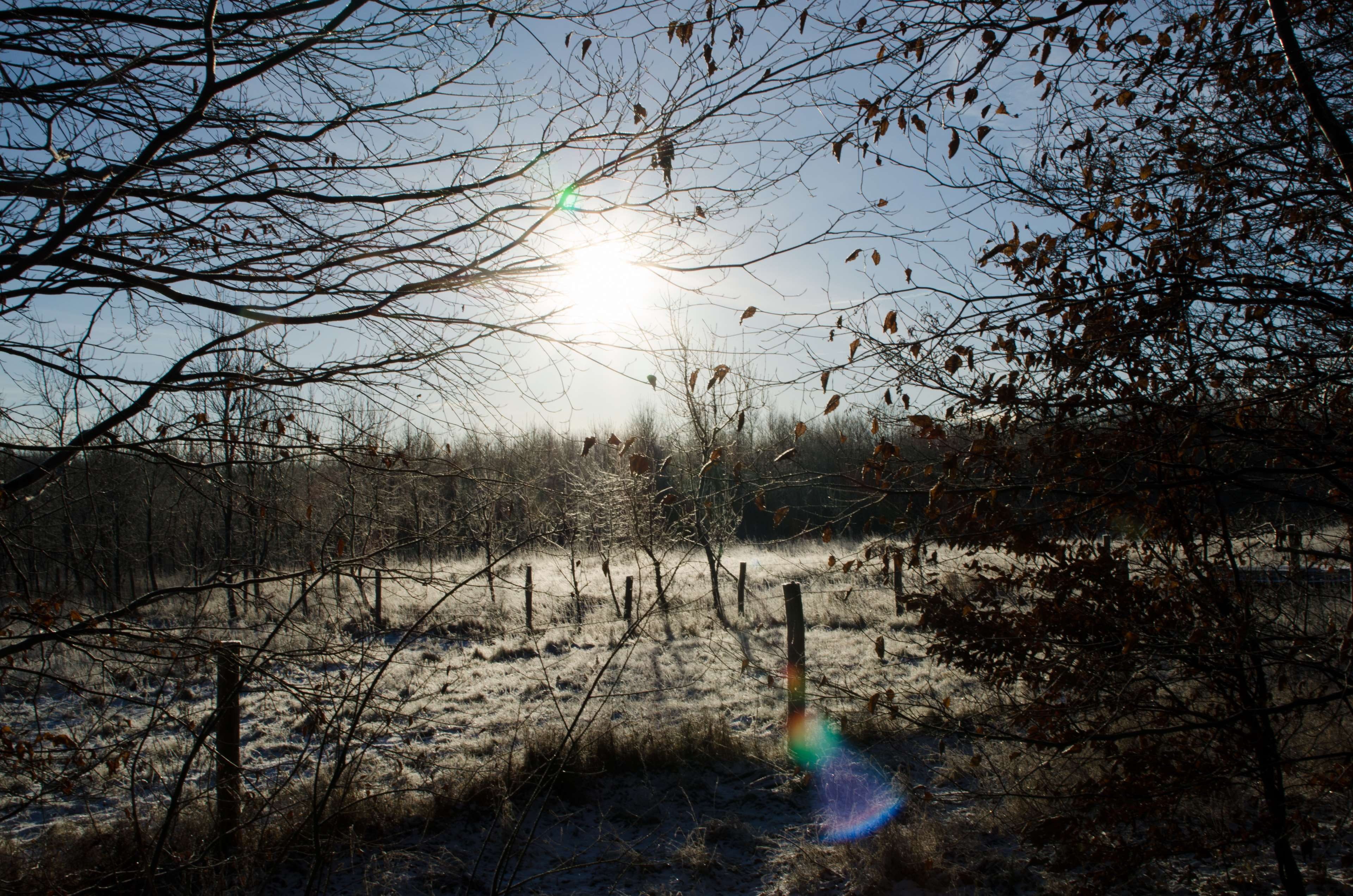 fence, outdoors, forest, beauty in nature, plant, denmark, sun, 4K, lens flare, growth, no people, aarhus, bare tree, non-urban scene, winther, north, HD Wallpaper