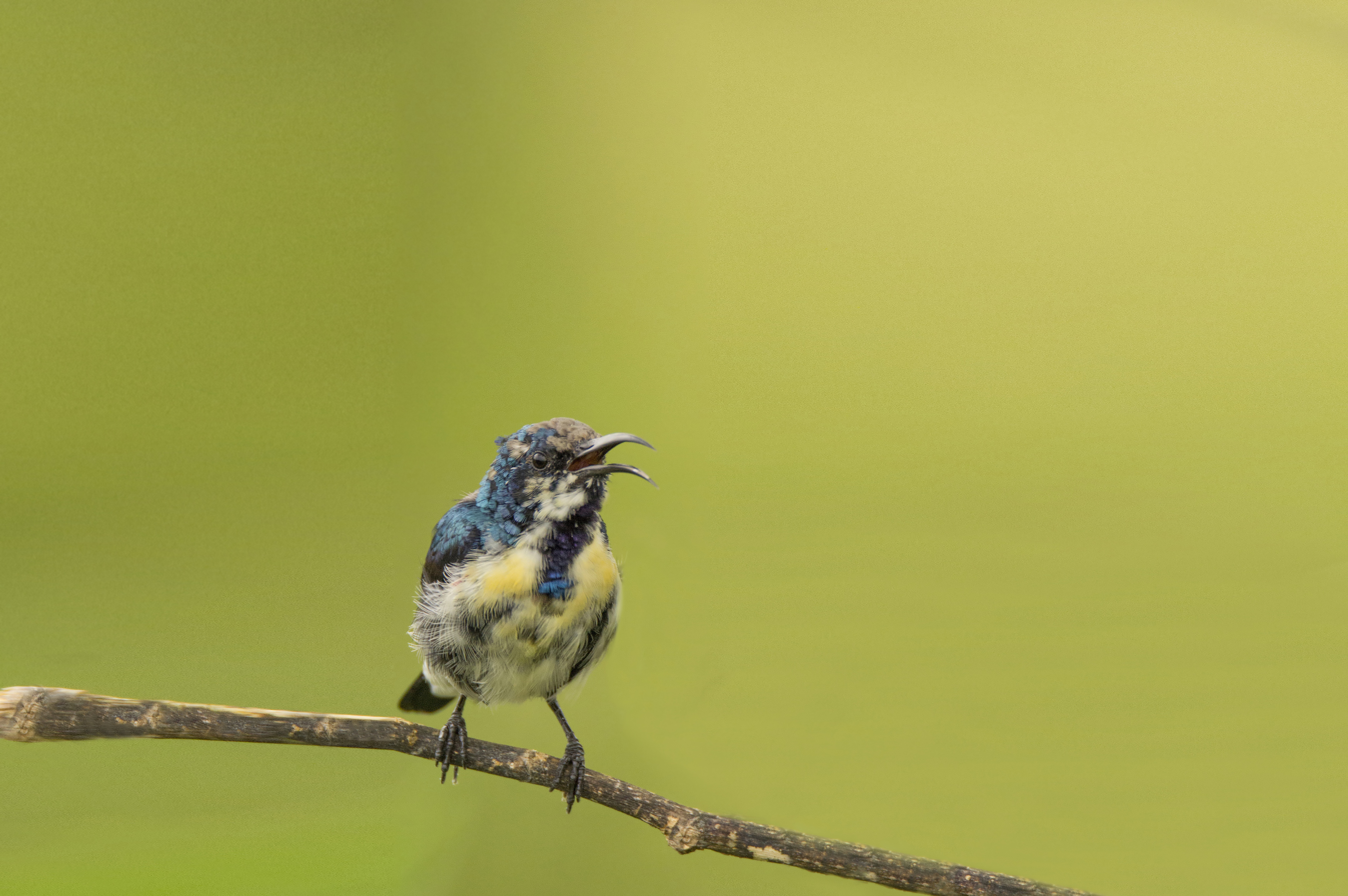 no people, animal wildlife, tree, bird, mysore, purple, songbird, one animal, sunbird, animal themes, full length, branch, vertebrate, brown, focus on foreground, HD Wallpaper