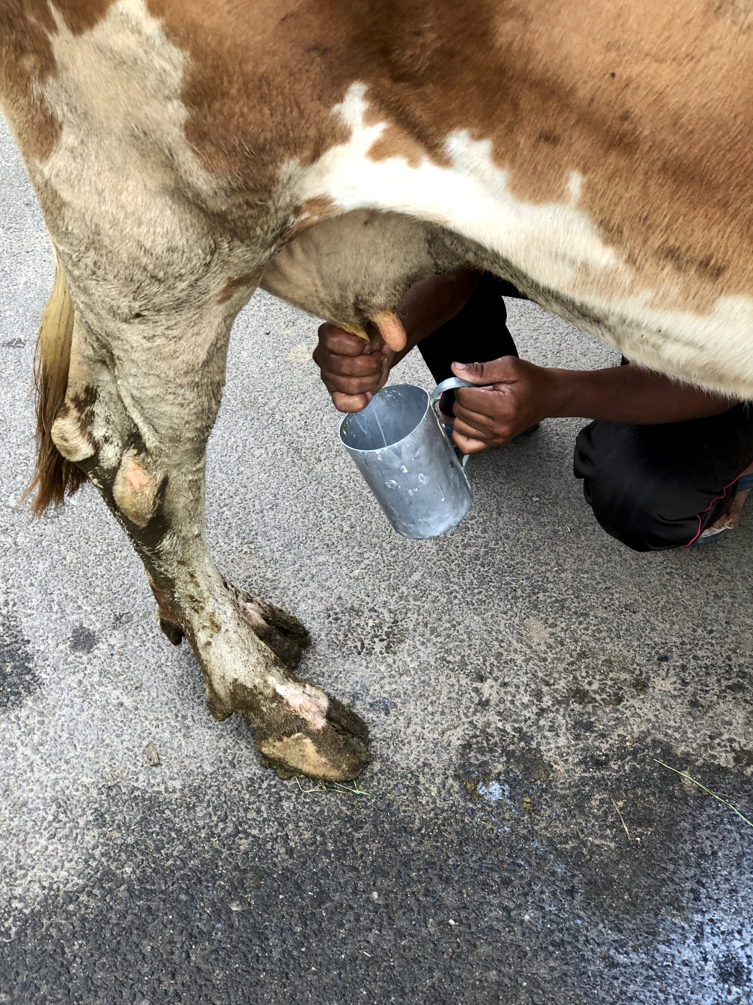 animal, culture, mysore, wildlife, one animal, pets, milking, animal leg, apparel, day, natural, domestic, outdoors, domestic animals, milk, giraffe, mammal, Phone HD Wallpaper