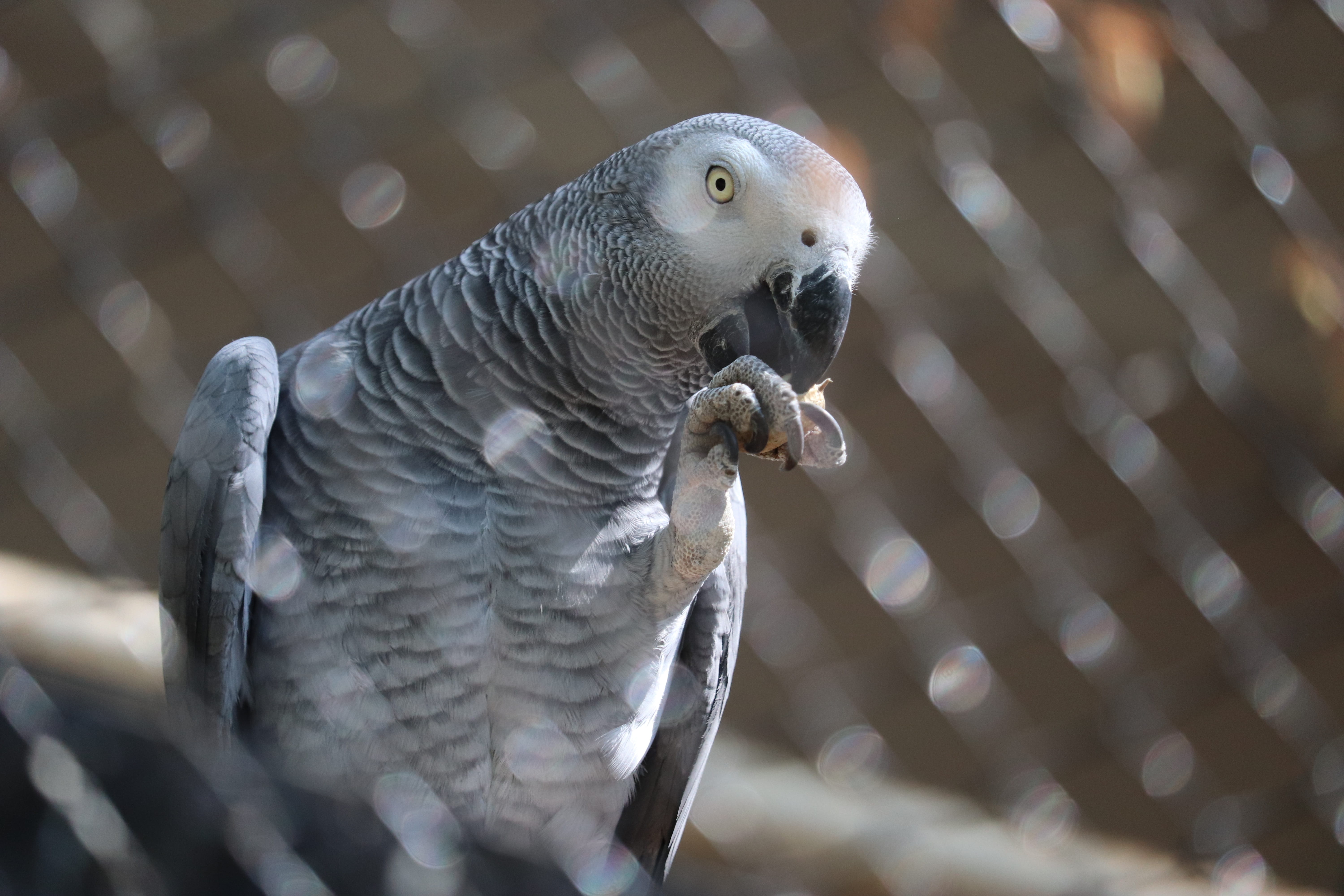 nature, flower, parrot, natural, animals in captivity, wonderful, outdoor, butterfly, photography, cage, animals in the wild, forest, fantasy, bird, animal, HD Wallpaper