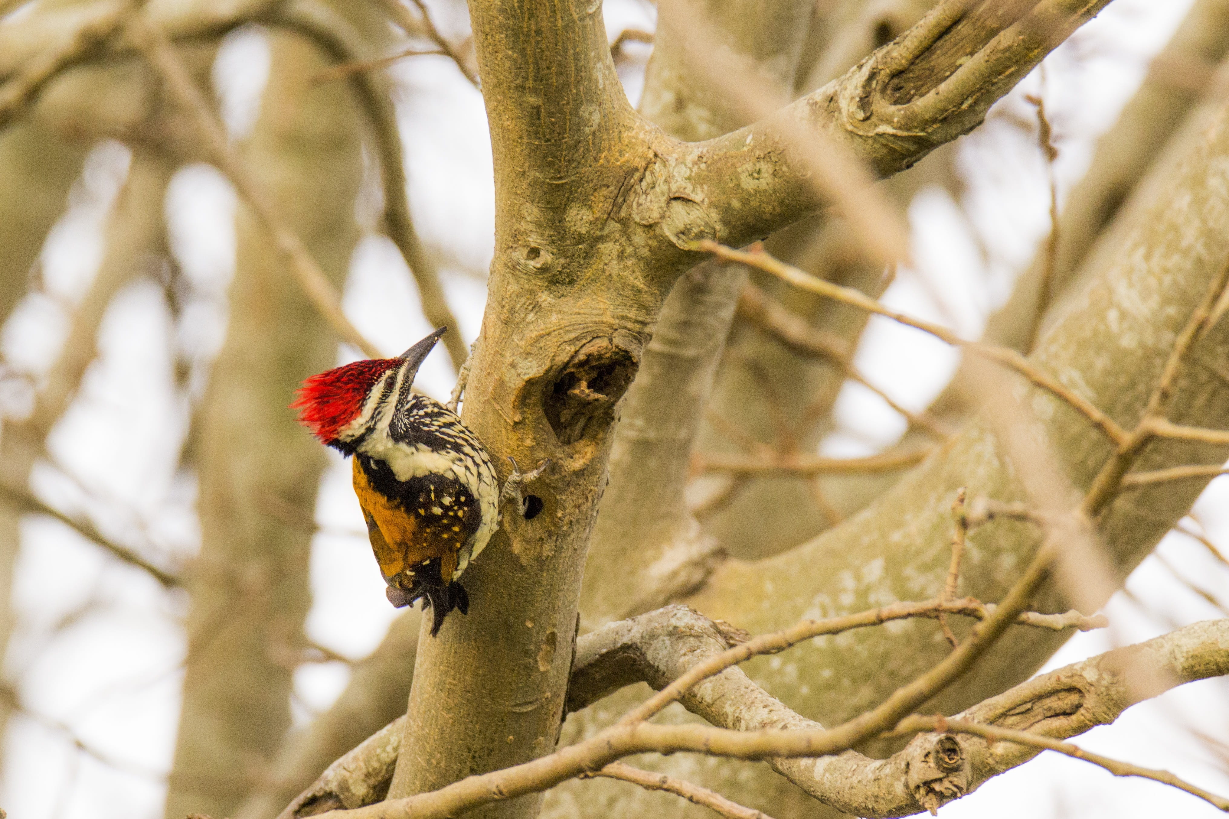 woodpecker, perching, focus on foreground, trunk, one animal, plant, low angle view, nature, 4K, back, branch, animal themes, mysore, asia, bird, day, HD Wallpaper