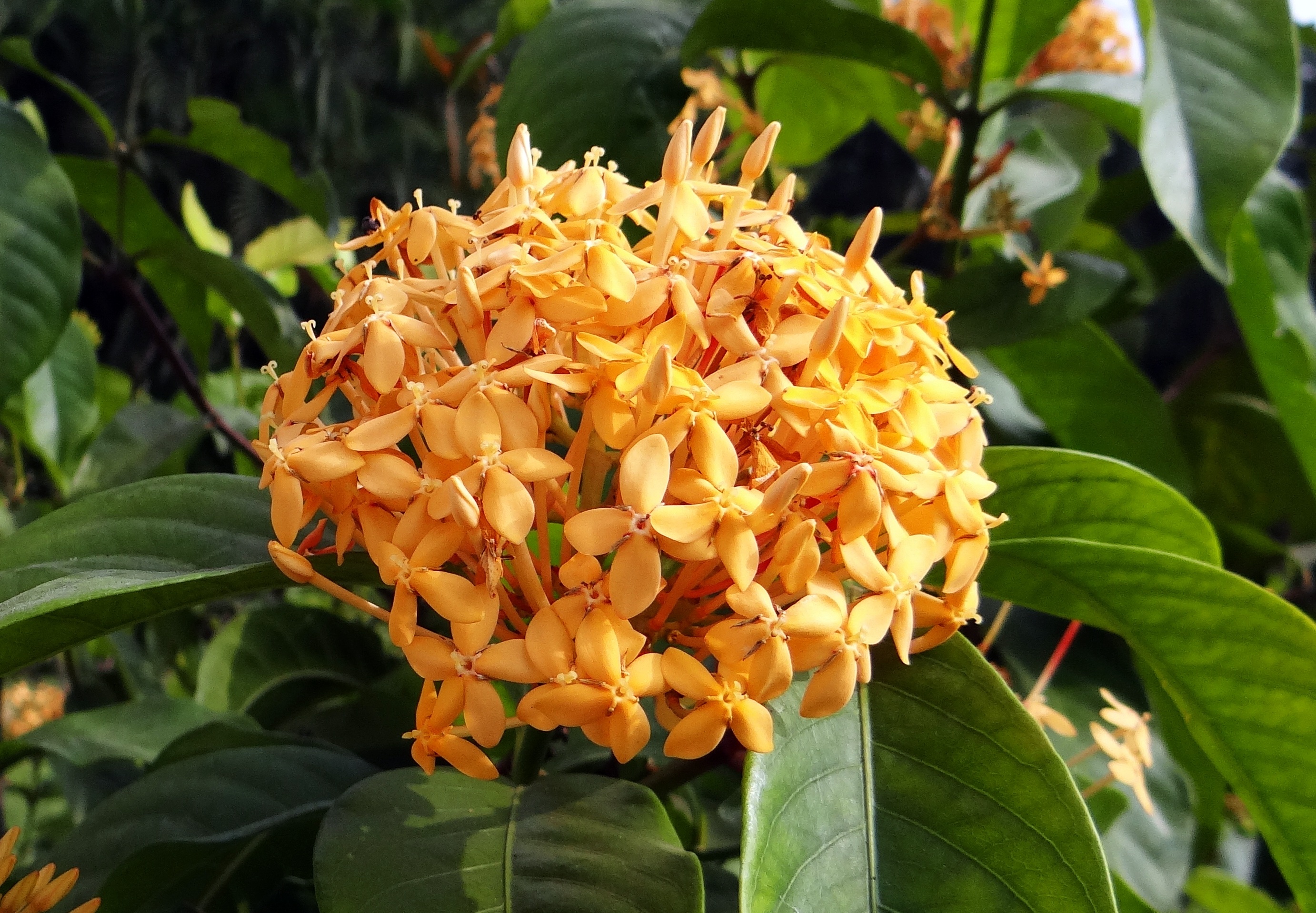 ixora, flora, focus on foreground, yellow, 2K, floral, outdoors, close-up, no people, plant, fragility, petal, flower, vulnerability, growth, beauty in nature, HD Wallpaper