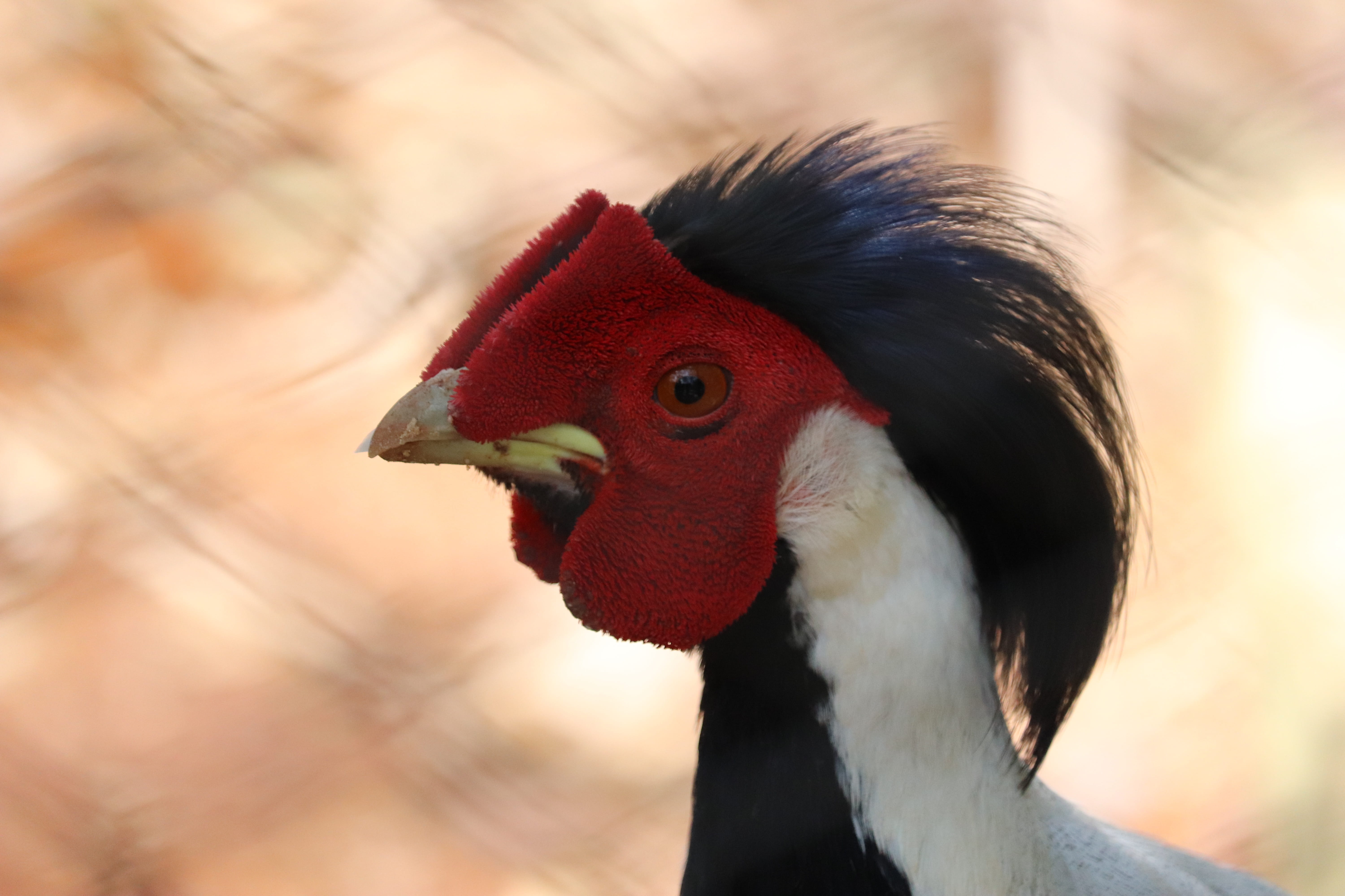 vertebrate, natural, portrait, animal head, animal, mysore, butterfly, beak, karnataka, red, no people, day, image, focus on foreground, cold, animal body part, HD Wallpaper