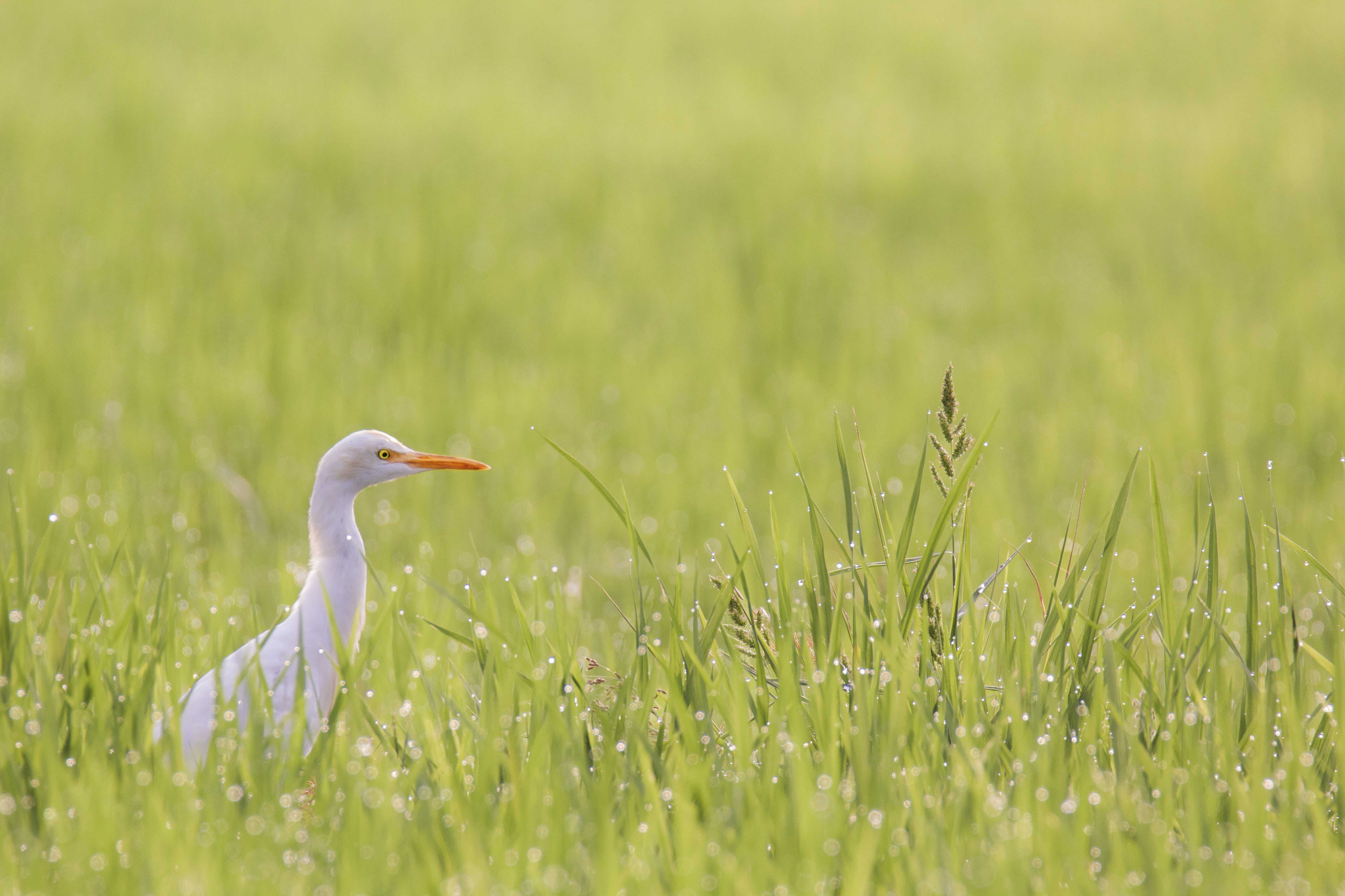 growth, no people, plant, cattle, day, animals in the wild, one animal, animal wildlife, vertebrate, egret, animal neck, nature, animal, morning, field, HD Wallpaper