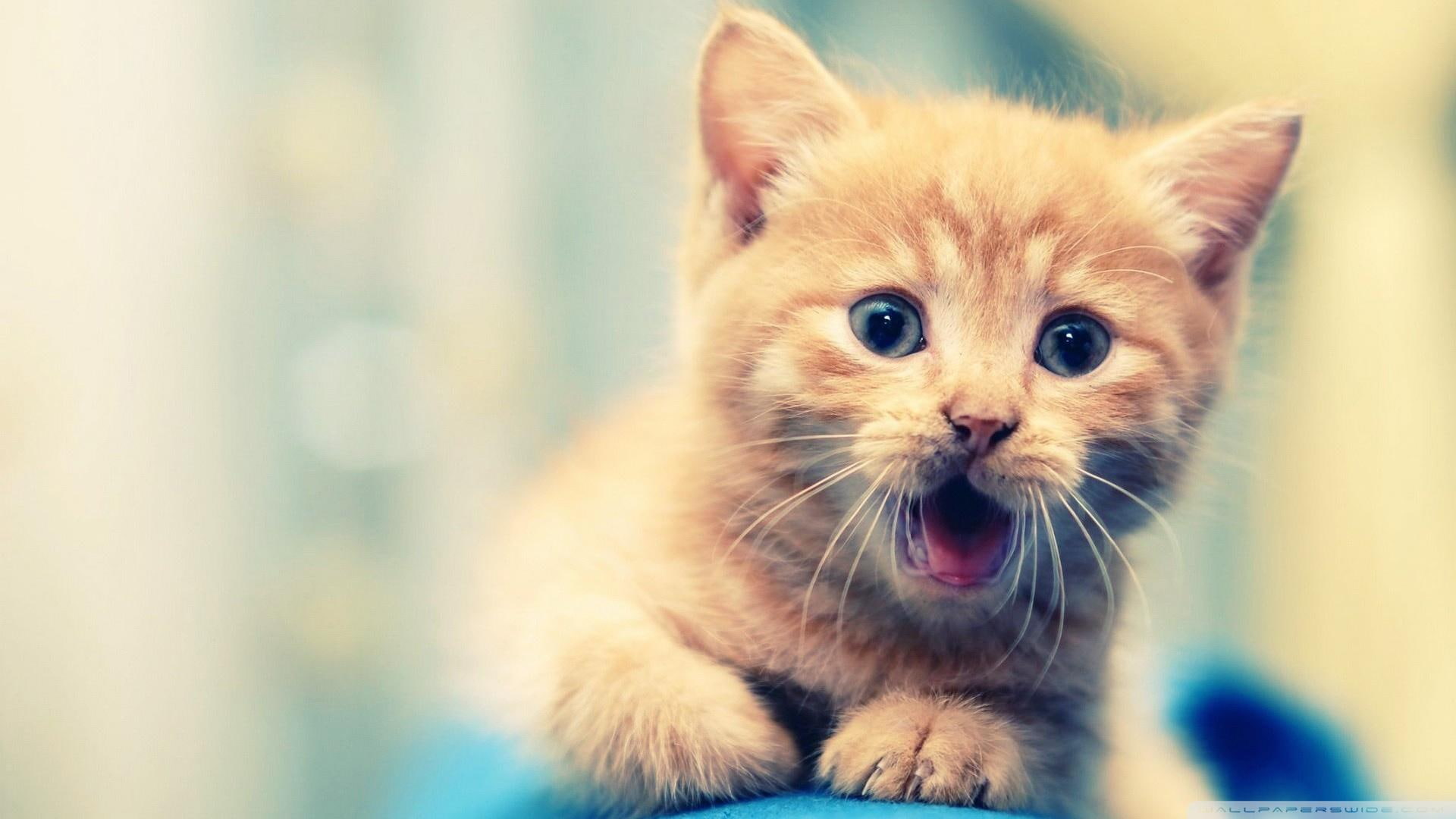 1080P, kitty, kitten, orange, animal, cehenot, animals, cute, luna, tabby, HD Wallpaper