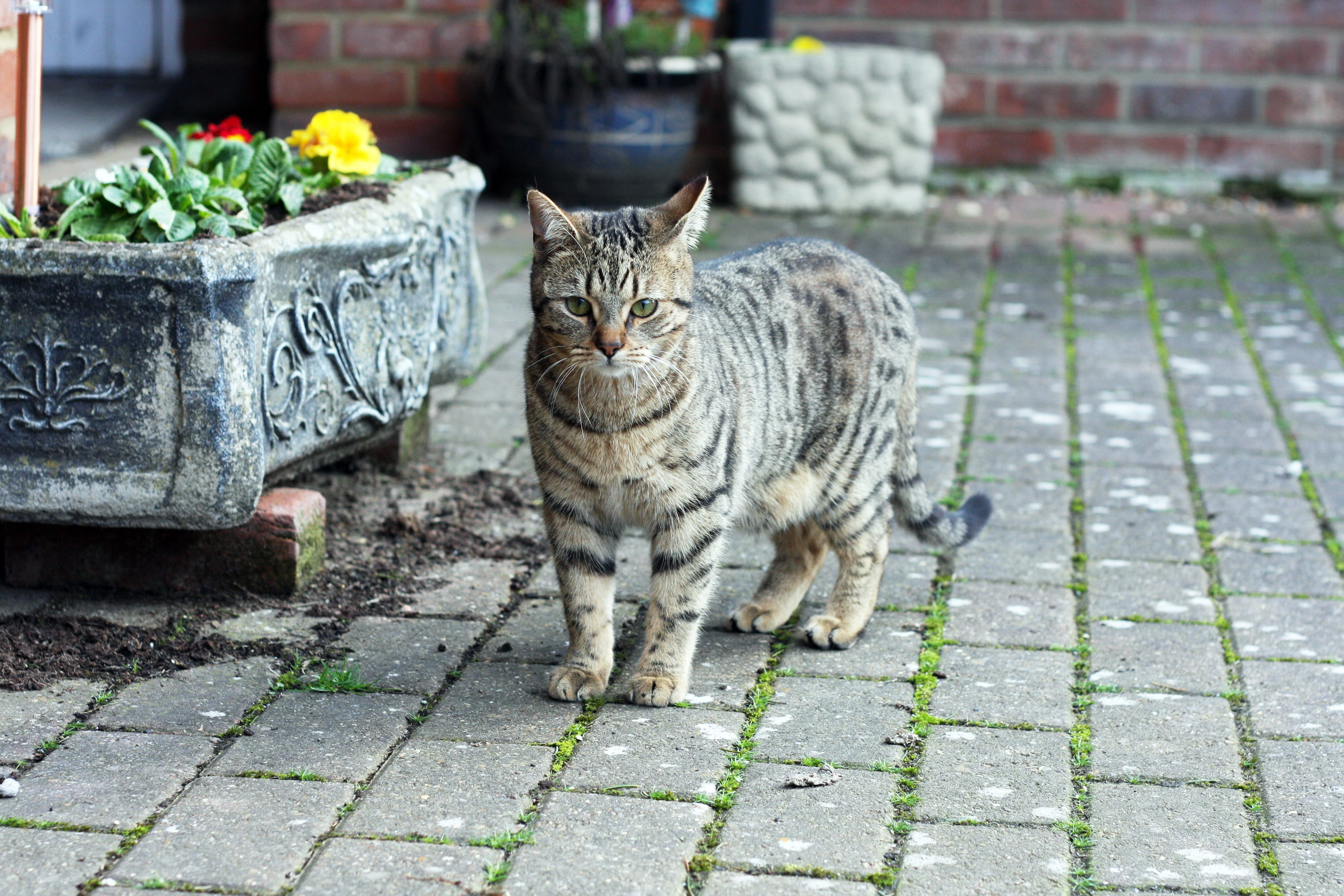 no people, young, whisker, animal, mammal, cat, feline, paving stone, animal themes, pet, eye, playful, focus on foreground, adorable, cute, kitty, tabby, HD Wallpaper