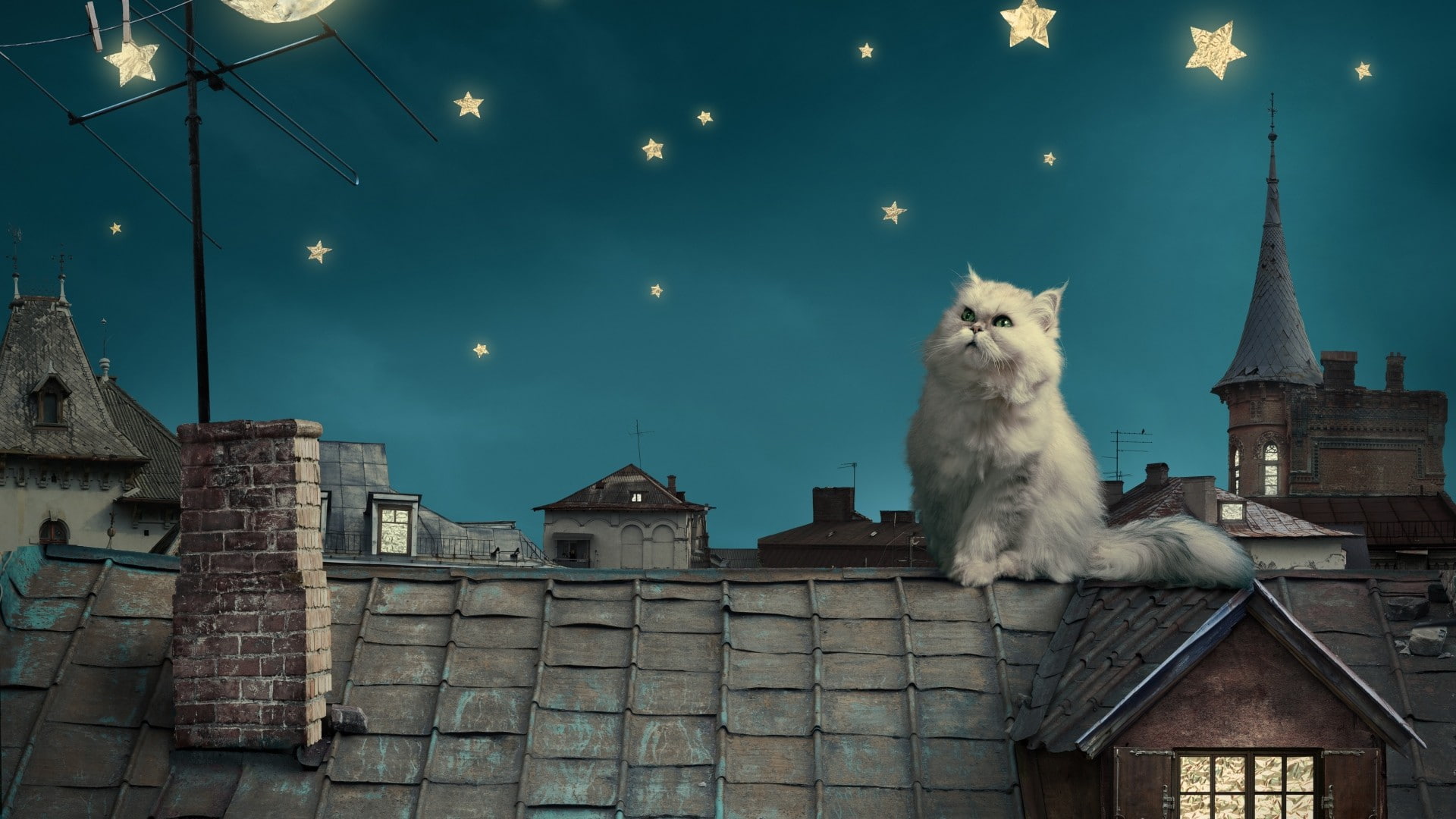 animals, stars, 1080P, cat, rooftops, persian cat, artwork, HD Wallpaper