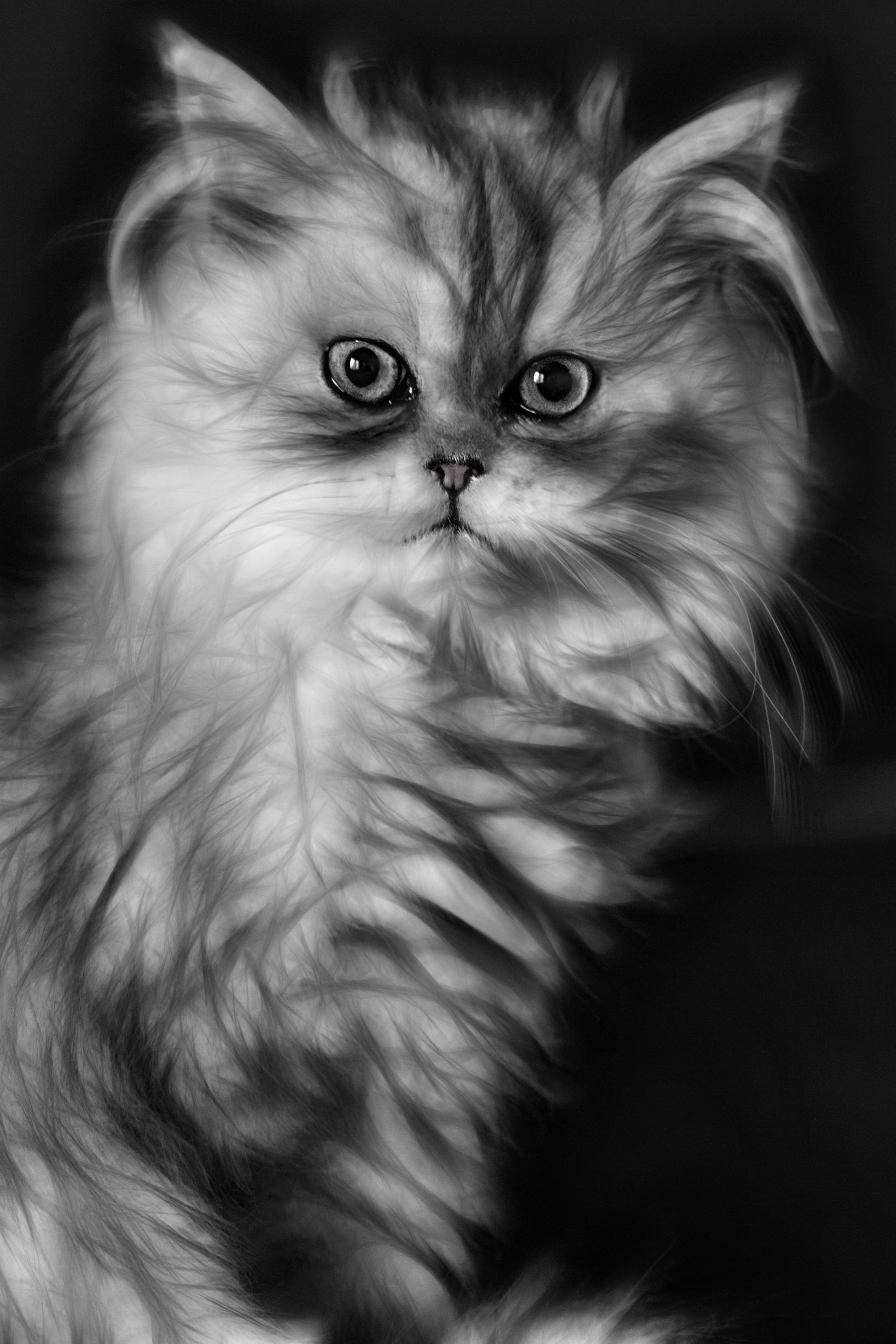 portrait, pets, indoors, domestic animals, persian cat, looking at camera, maine coon cat, feline, bird, one animal, illustration, mammal, gray, animal hair, Phone HD Wallpaper