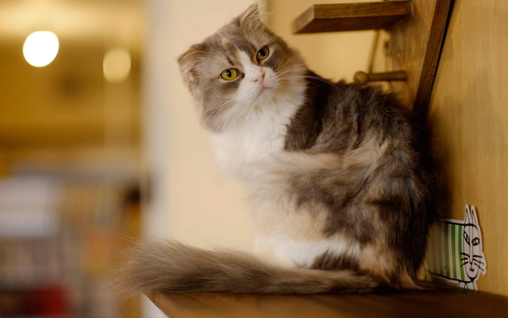 animal hair, domestic animals, pets, one animal, 720P, mammal, small, animal eye, feline, blurred, persian cat, selective focus, portrait, sitting, medium, HD Wallpaper