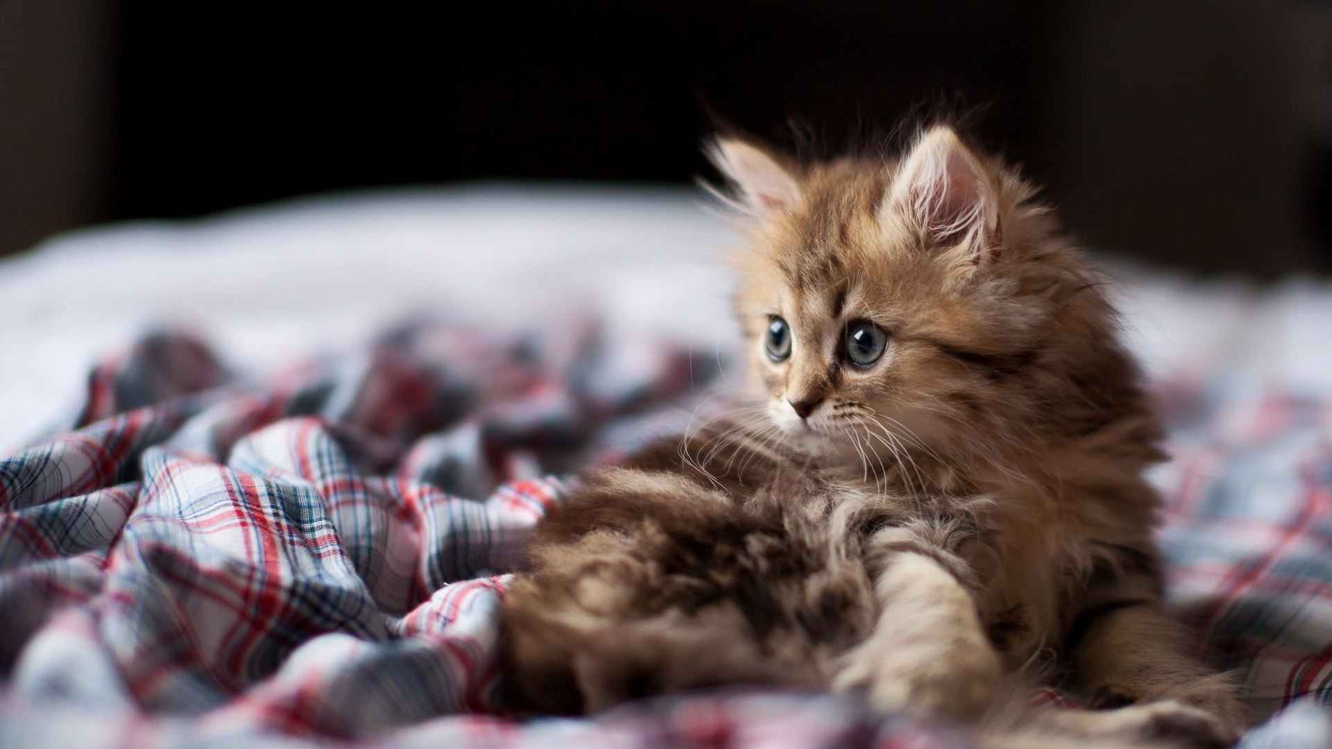 persian cat, domestic, 1080P, young animal, whisker, Ben Torode, mammal, no people, bedroom, indoors, softness, furniture, cat, kitten, feline, animals, HD Wallpaper