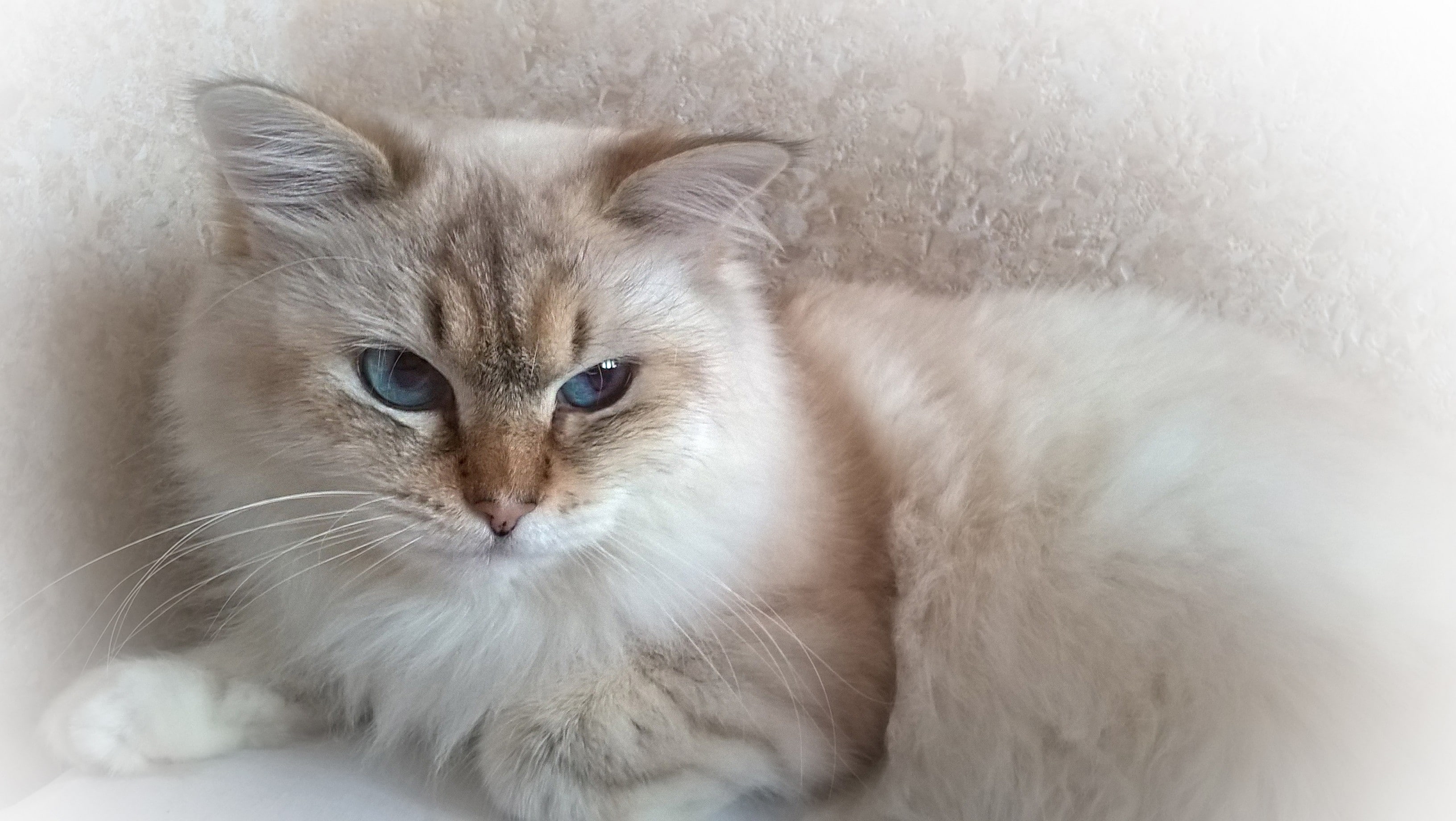 relaxation, domestic cat, softness, animals, feline, pets, persian cat, one animal, hair, close-up, 2K, mammal, looking at camera, whisker, domestic, portrait, HD Wallpaper