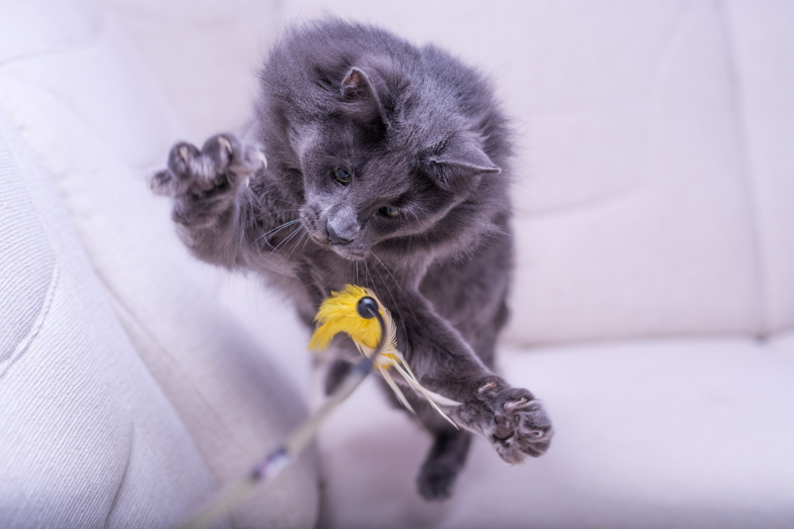 domestic animals, one animal, vertebrate, gray, animals, small, mammal, domestic, yellow, kitten, cat, feline, hair, 2K, young animal, domestic cat, whisker, HD Wallpaper
