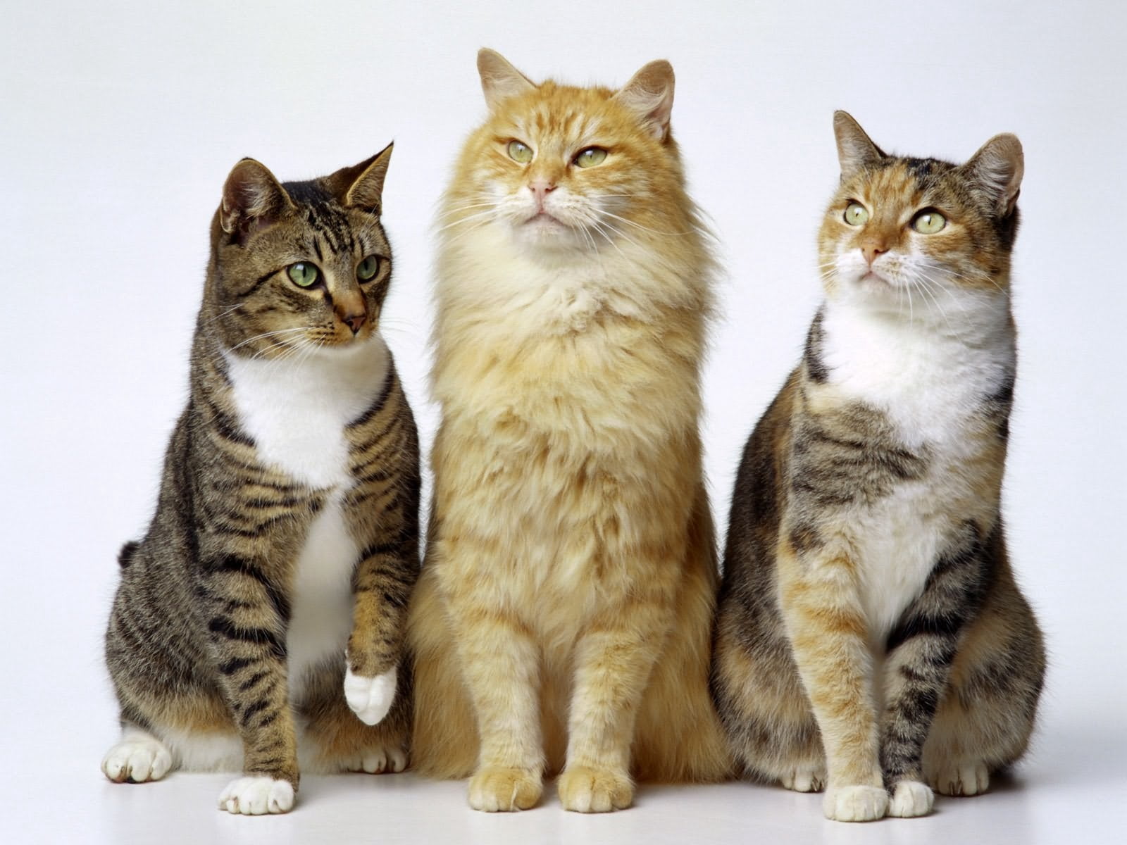 animals And Pets, mammal, three, beautiful, animal themes, domestic Cat, animal family, domestic Animals, friendship, two animals, tabby, looking, young Animal, HD Wallpaper