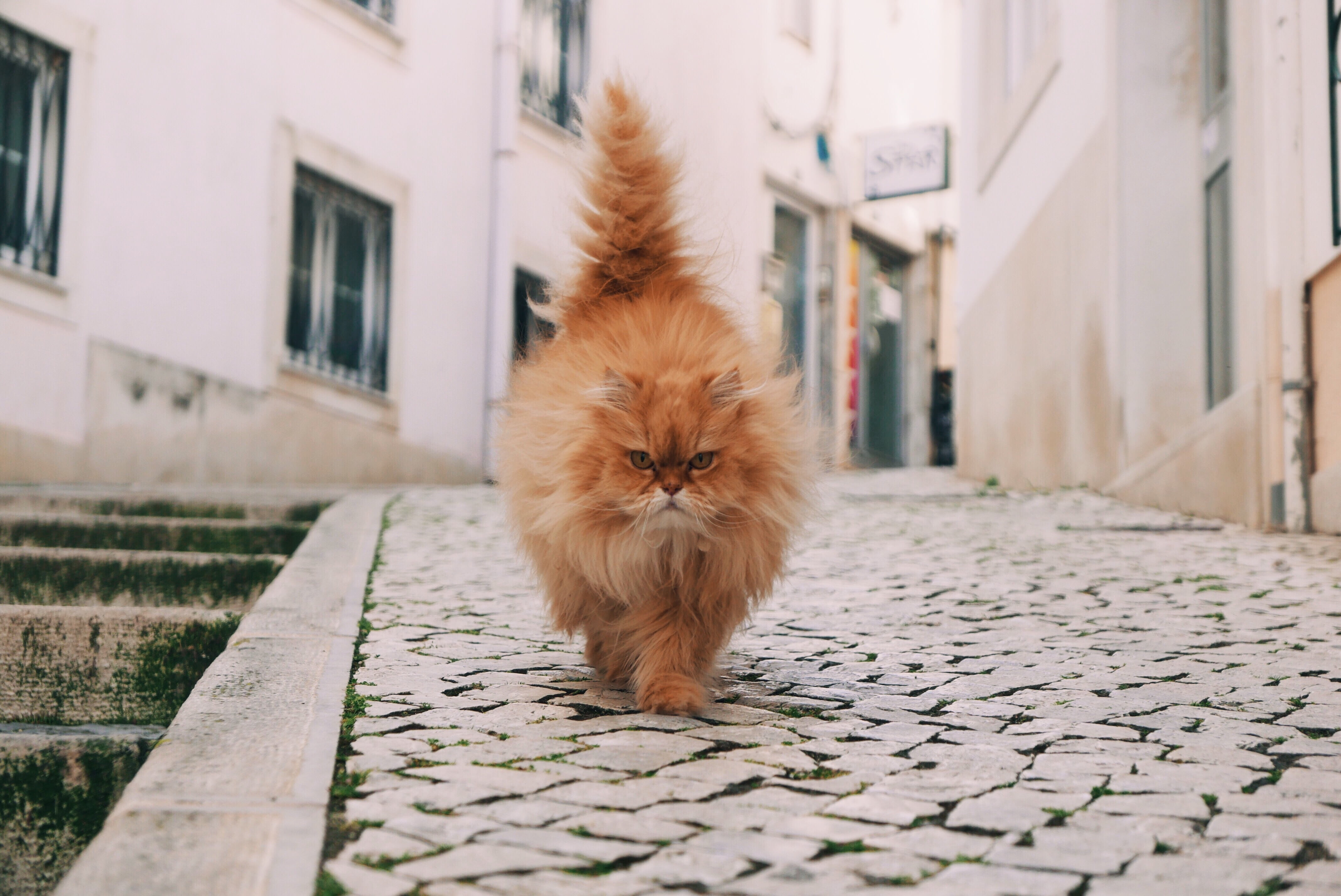 beautiful, playful, architecture, one animal, no people, day, brown, kitten, pomeranian, mammal, fun, animal, focus on foreground, building, cute, domestic, HD Wallpaper