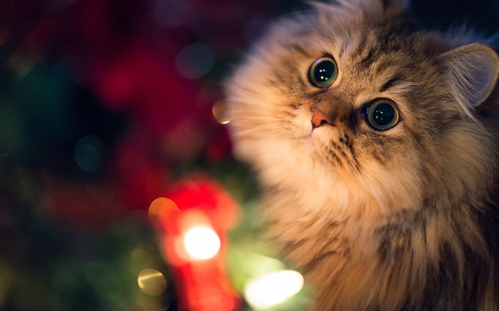 christmas decoration, vertebrate, gray, sitting, red, domestic Animals, cat, waiting, face, fun, persian, young Animal, playful, beauty, animal body part, HD Wallpaper