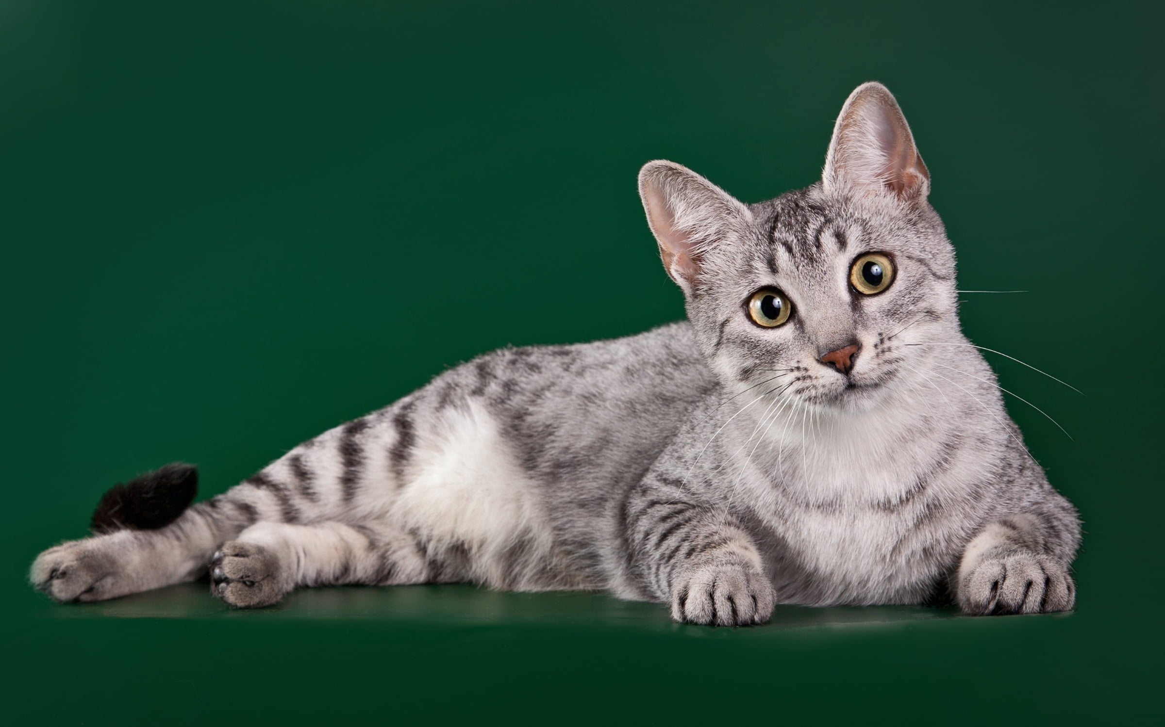 1080P, cat, breed, the Egyptian Mau, HD Wallpaper