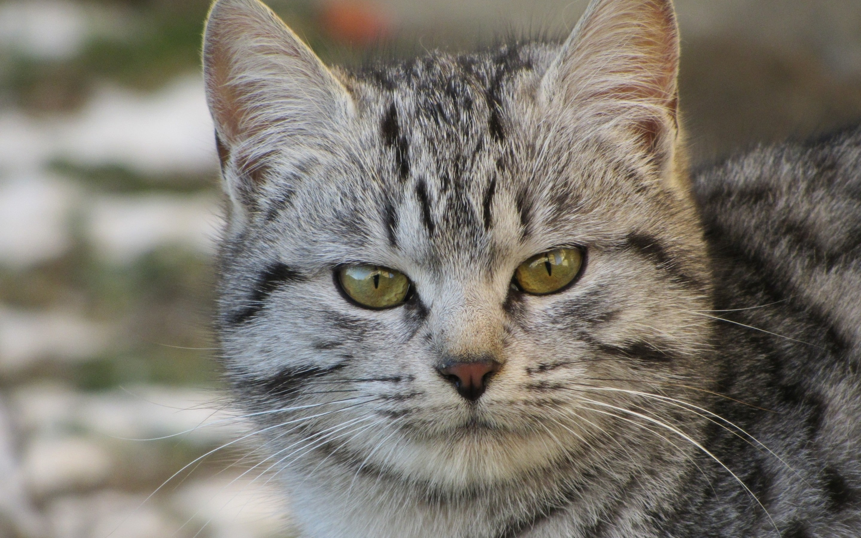 beautiful, cat, Egyptian Mau Cat, mau, portrait, fat, 2K, egyptian, HD Wallpaper
