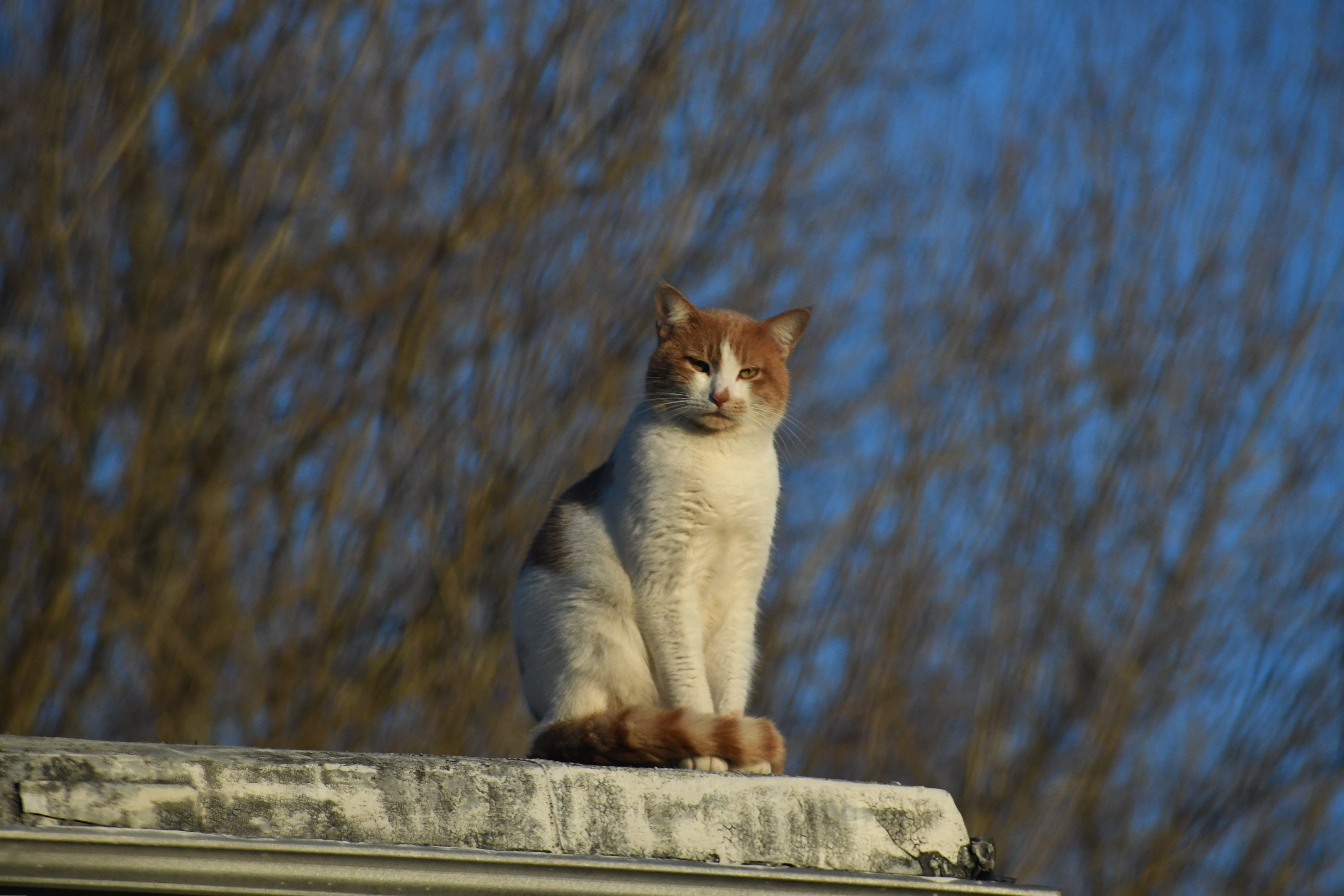 wood, whisker, mammal, no people, plant, abyssinian, siamese, cat, day, domestic animals, looking away, egyptian cat, nature, domestic, focus on foreground, HD Wallpaper