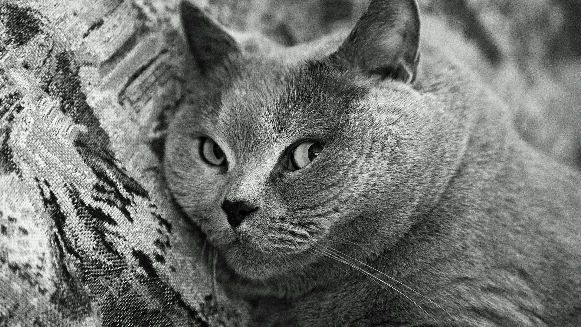 look, fluffy, tail, domestic cat, gray, carnivora, animal wildlife, cats, no people, tabby, hair, eye, domestic, 1080P, nose, mammal, vertebrate, one animal, HD Wallpaper