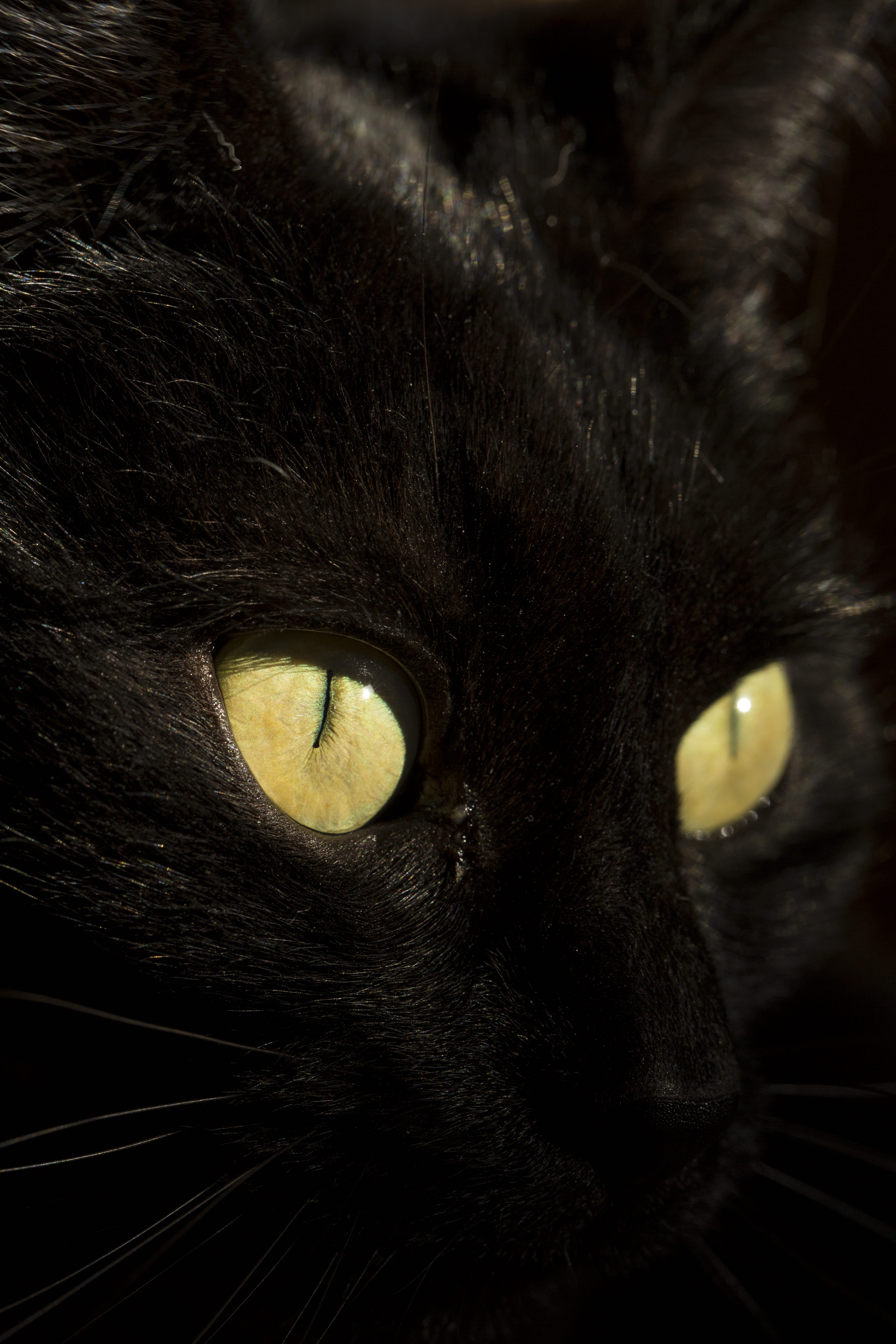 seahorse, animal themes, wood, feline, pets, mammal, domestic cat, no people, whisker, one animal, animal eye, sea life, eye, siamese, 5K, indoors, cat, Phone HD Wallpaper