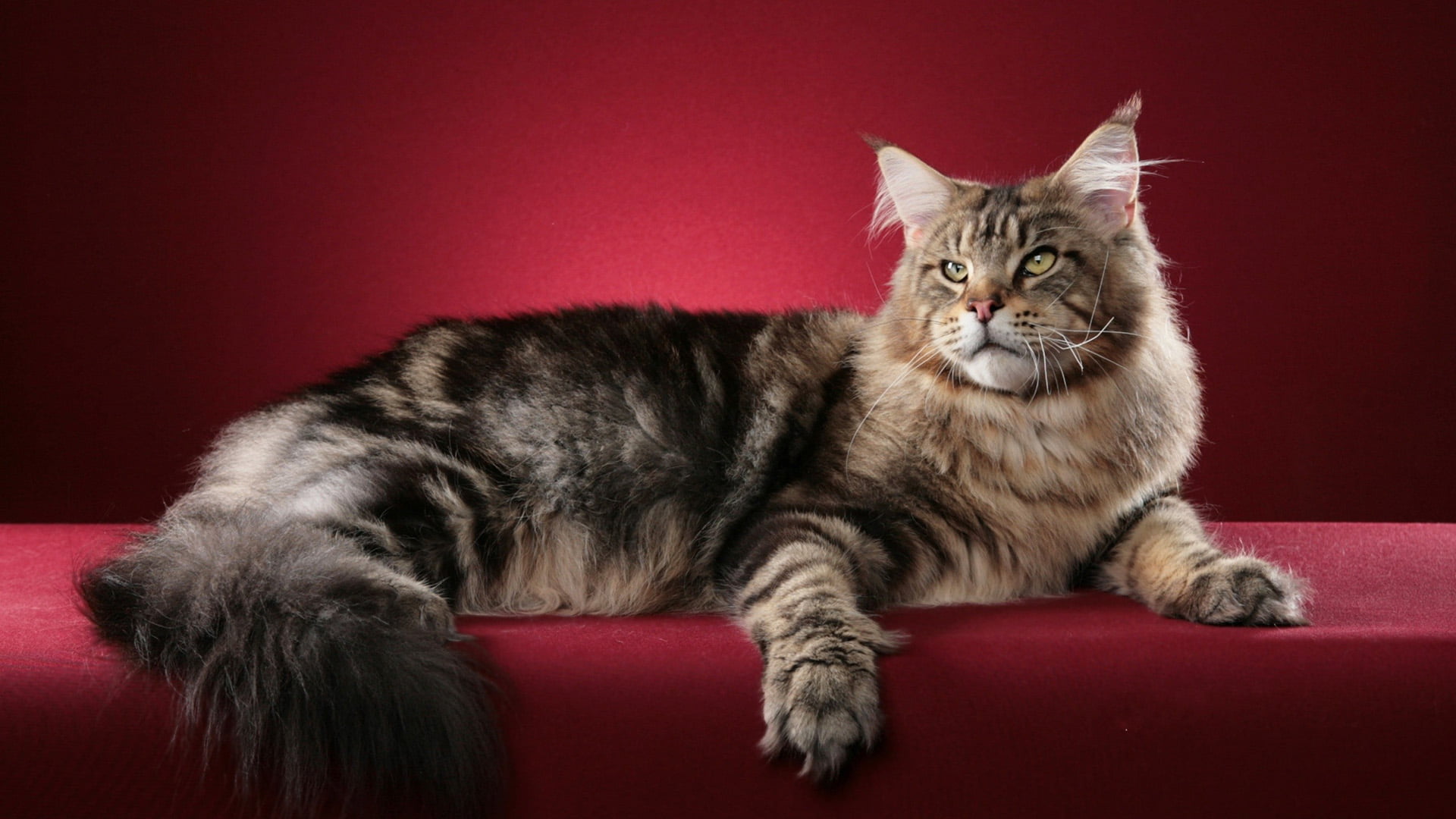 curiosity, furniture, tiger cat, grey, whiskers, animals, eye, puss, domestic animals, looking, domestic, purebred, hair, eyes, sitting, tabby, fur, look, HD Wallpaper