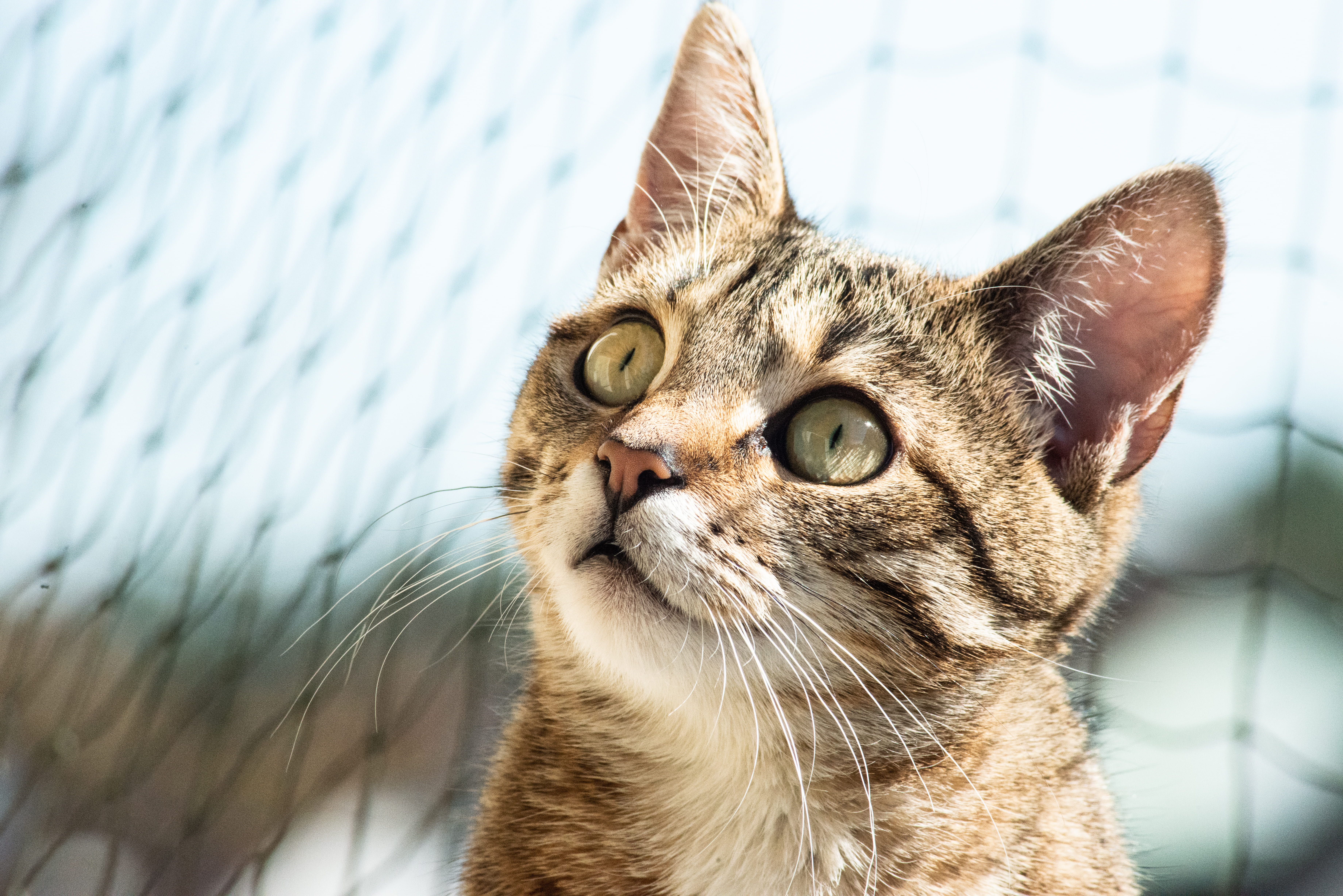 kitten, indoors, domestic, fur, vertebrate, one animal, siamese, close-up, nature, abyssinian, focus on foreground, animal body part, domestic animals, HD Wallpaper