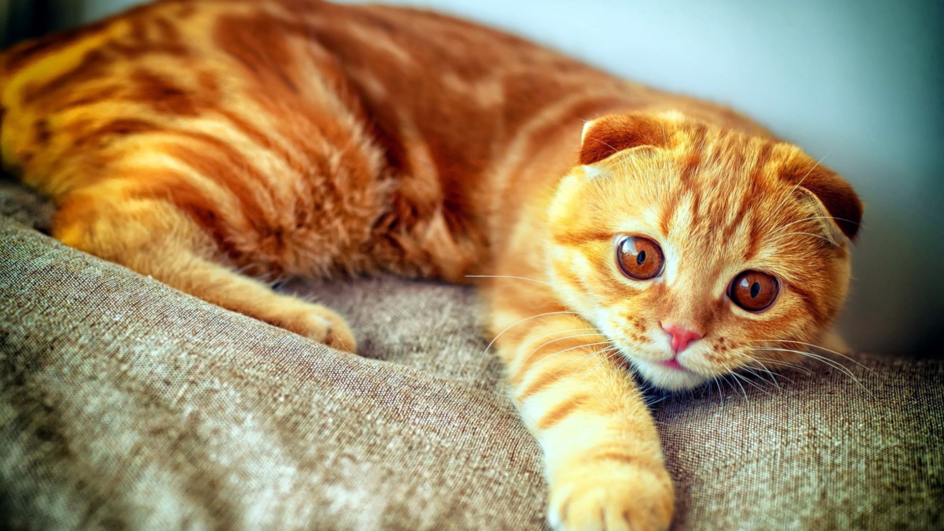 eye, nose, curious, tiger cat, fur, pets, kitty, looking, domestic cat, head, eyes, adorable, tabby, pet, little, domestic, egyptian cat, cat, whiskers, HD Wallpaper