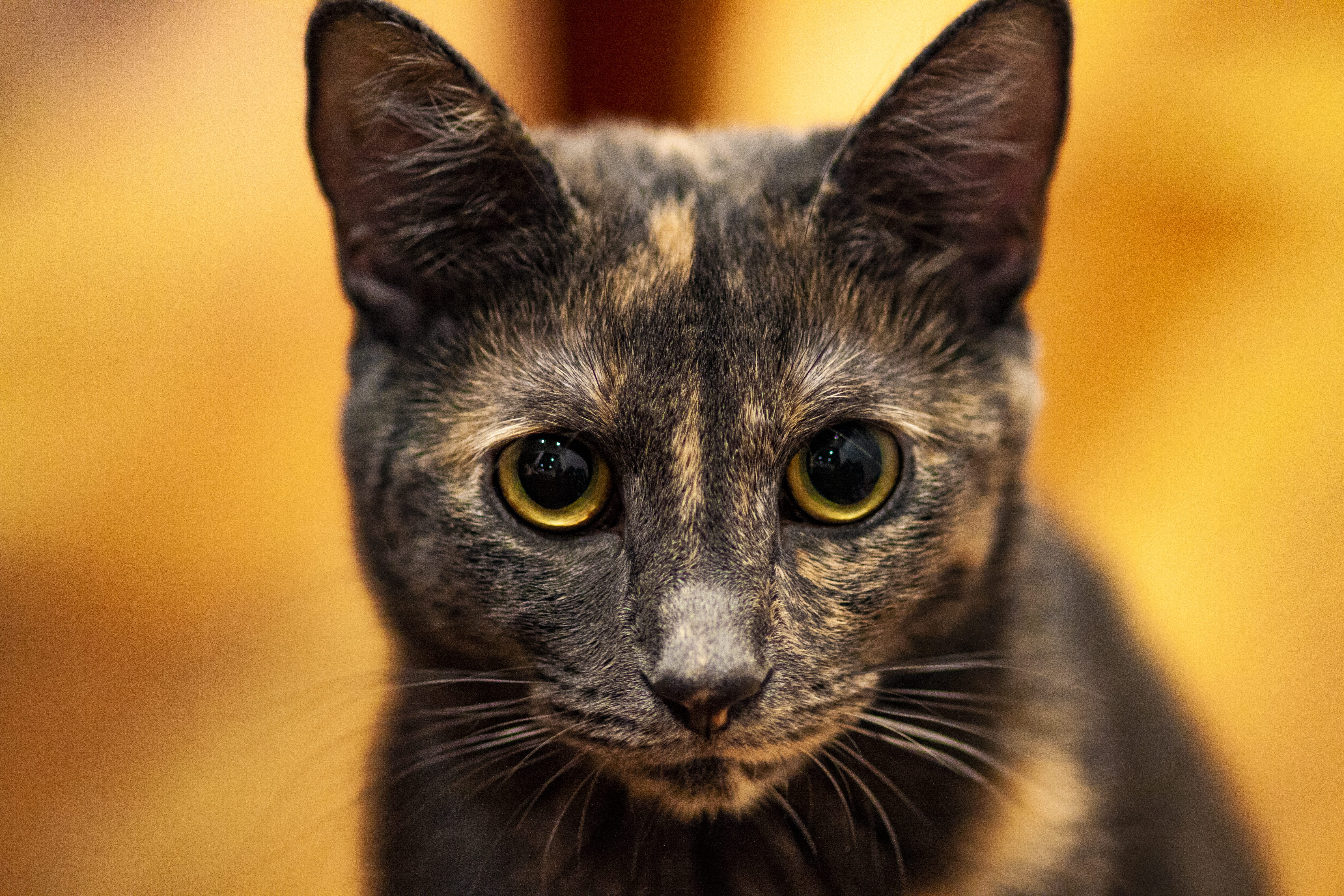 food, eating, tortoiseshell, animal body part, feline, black cat, animal head, no people, domestic cat, pets, bronze, yellow eyes, head, front view, produce, HD Wallpaper