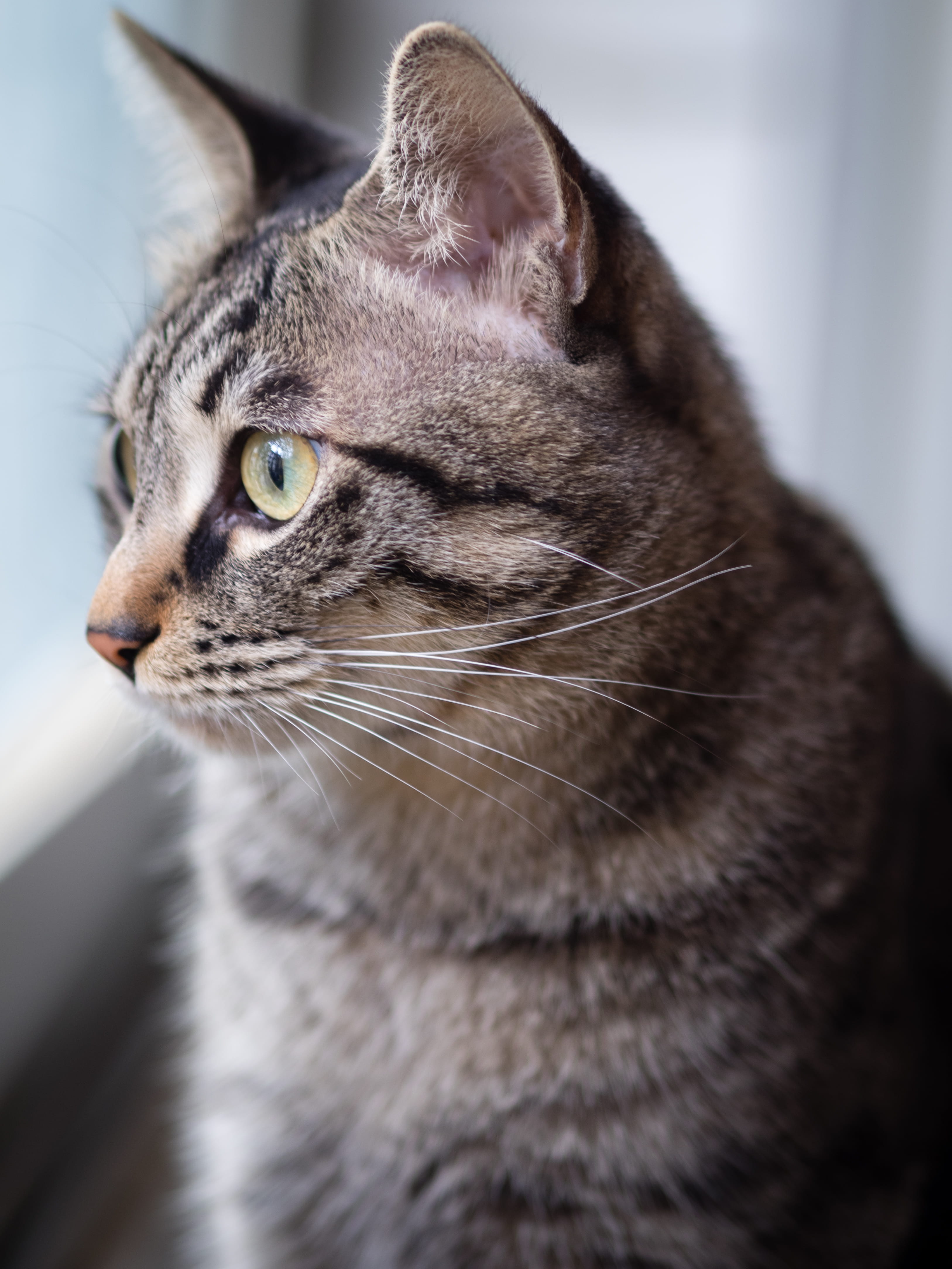 focus on foreground, egyptian cat, 4K, watching, looking away, animal, glass, food, walnut, pets, silver, goblet, indoors, manx, domestic animals, vertebrate, Phone HD Wallpaper