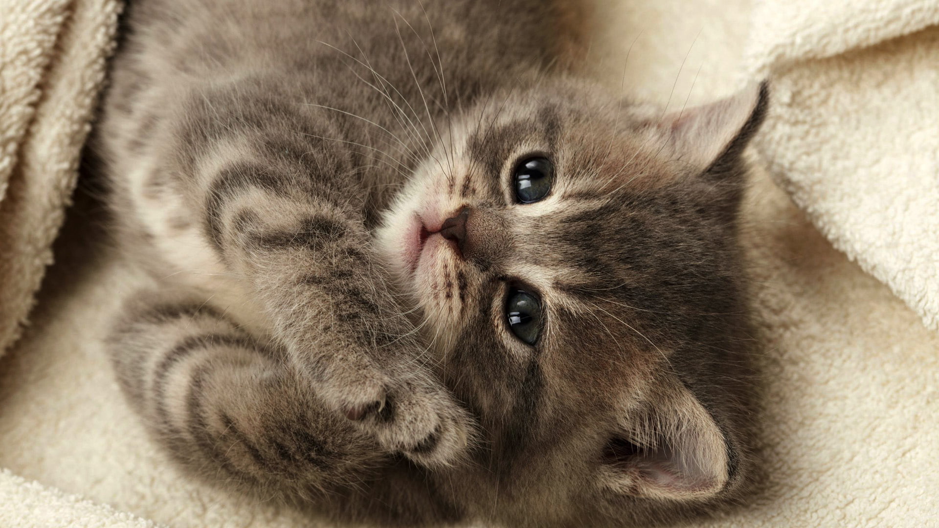 look, young mammal, pet, eye, cute, sitting, puss, tabby, nose, grey, furry, adorable, little, kitten, hair, portrait, pets, young, ears, mammal, cat, 1080P, HD Wallpaper