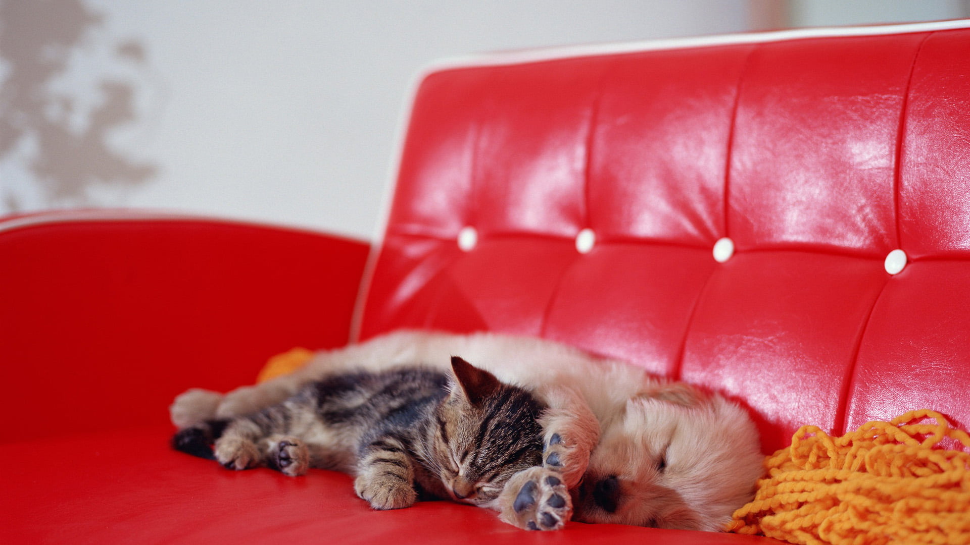 face, bag, chair, kitten, kitty, tabby, eye, egyptian cat, portrait, fur, domestic animal, sleeping bag, little, playful, pets, animals, mammal, whiskers, HD Wallpaper