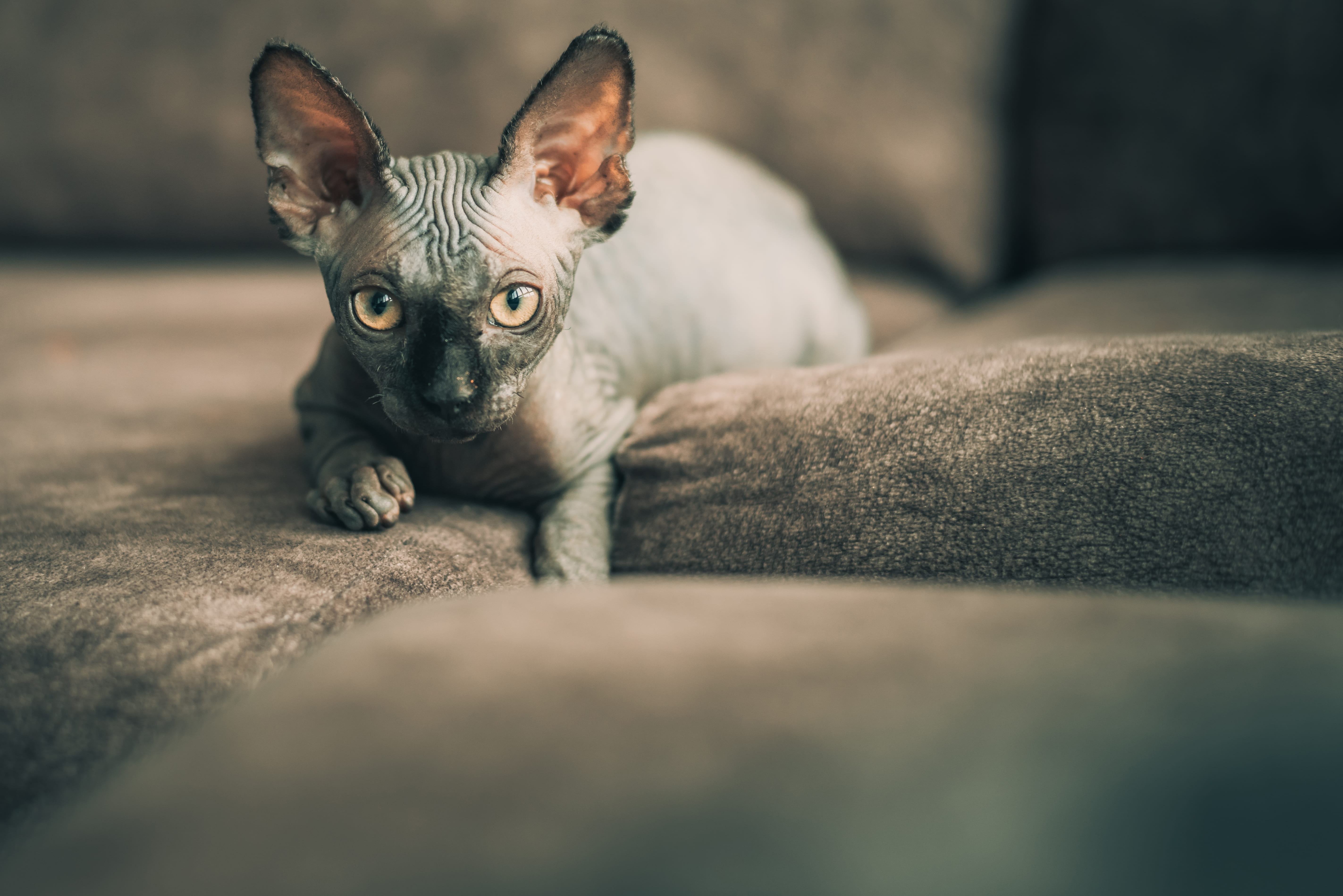 sofa, pets, staring, photography, portrait, gray, lying, french bulldog, one animal, selective, cat, egyptian, pet, animal, focus, canine, small, selective focus, HD Wallpaper