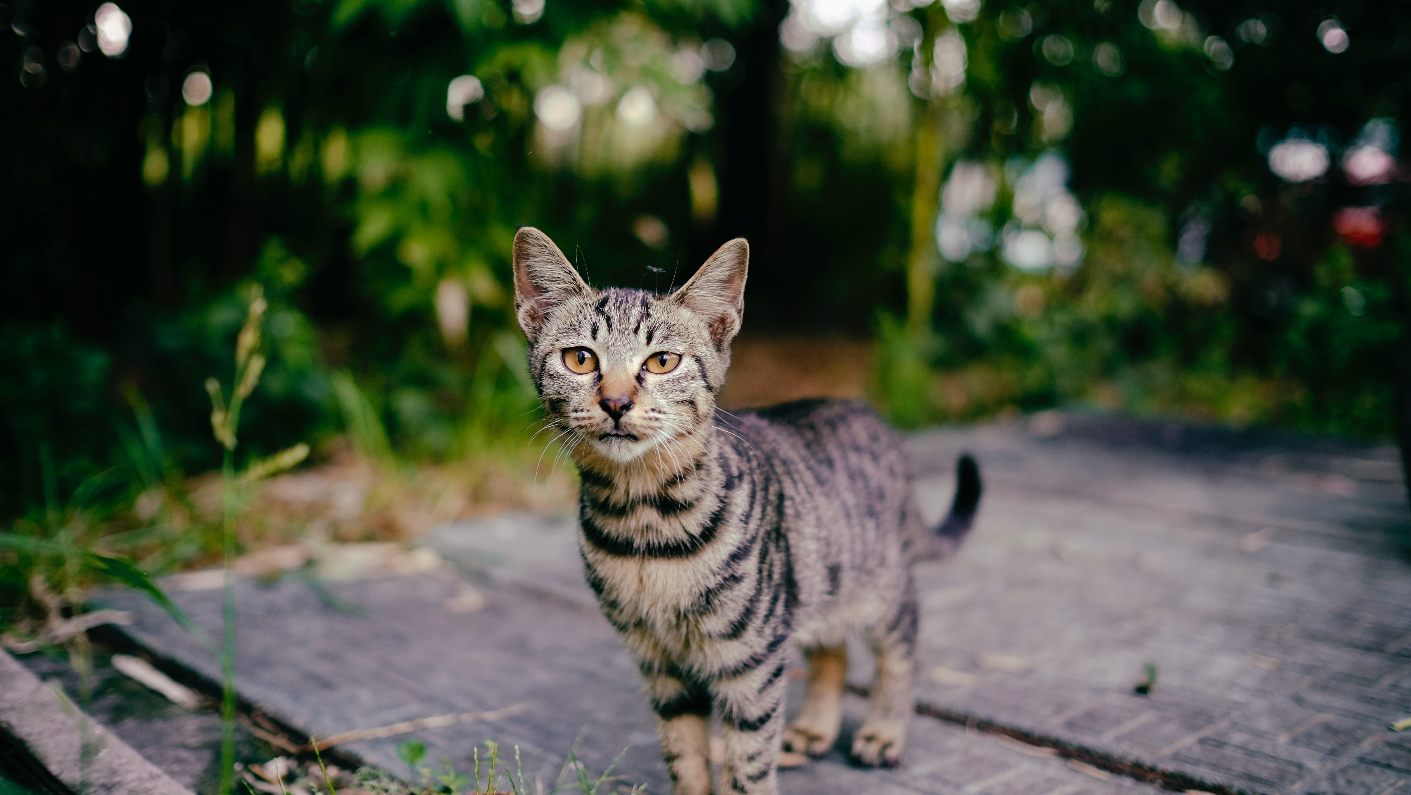 egyptian cat, domestic, brown, no people, close-up, lizard, looking at camera, 4K, manx, mammal, tiger, panther, photography, pet, animal, leopard, portrait, HD Wallpaper