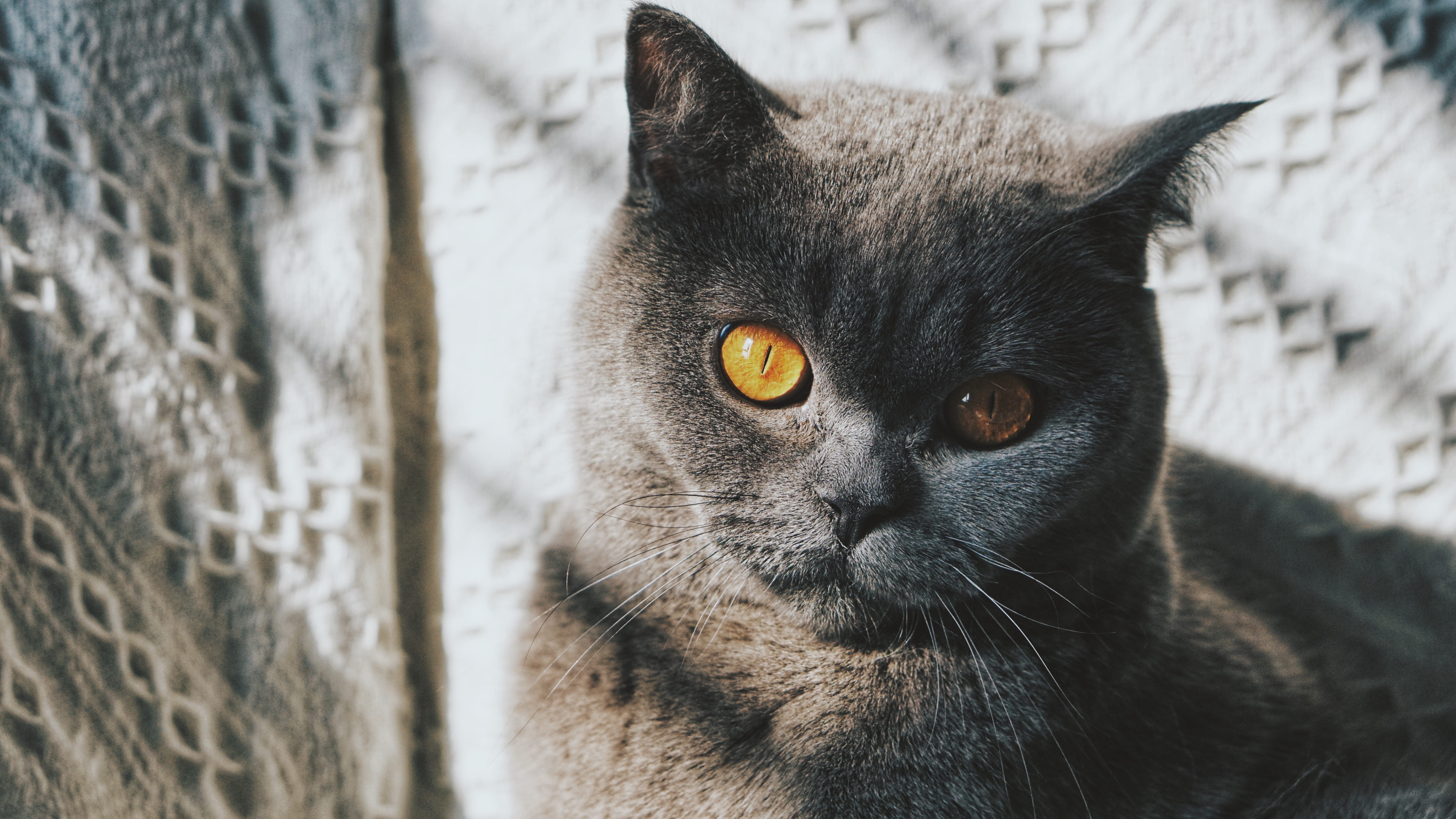 feline, eating, animal head, animal eye, looking away, domestic, kitten, plant, focus on foreground, angora, asteraceae, animal, blue, yellow eyes, egyptian cat, HD Wallpaper