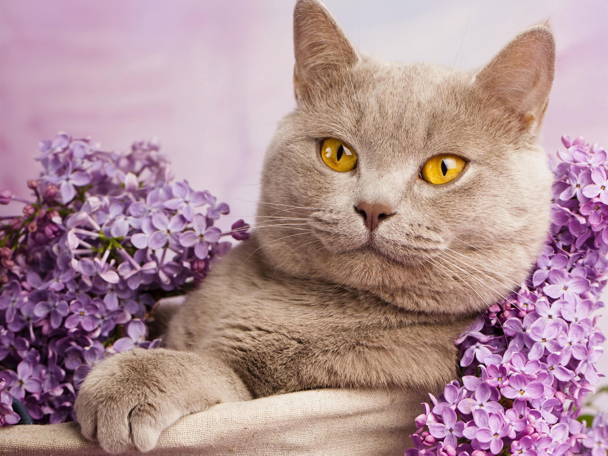 Flowers, Shorthair, Yellow, 2K, British, Eyes, Portrait, HD Wallpaper