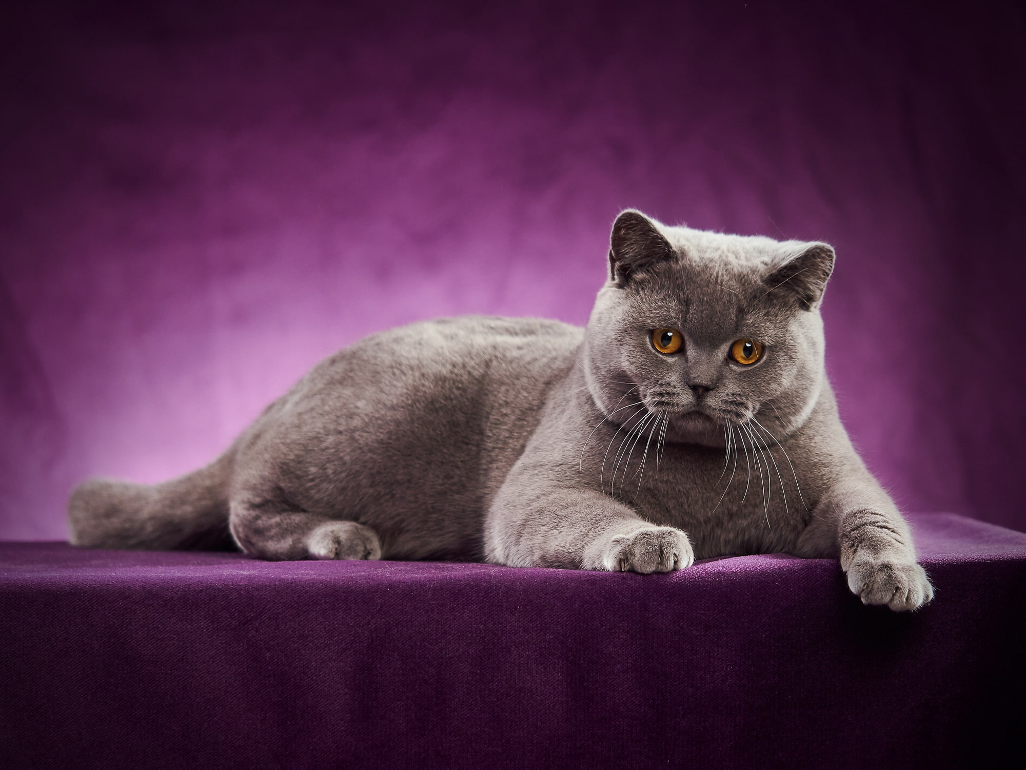cat, 1080P, photoshoot, British Shorthair, portrait, HD Wallpaper