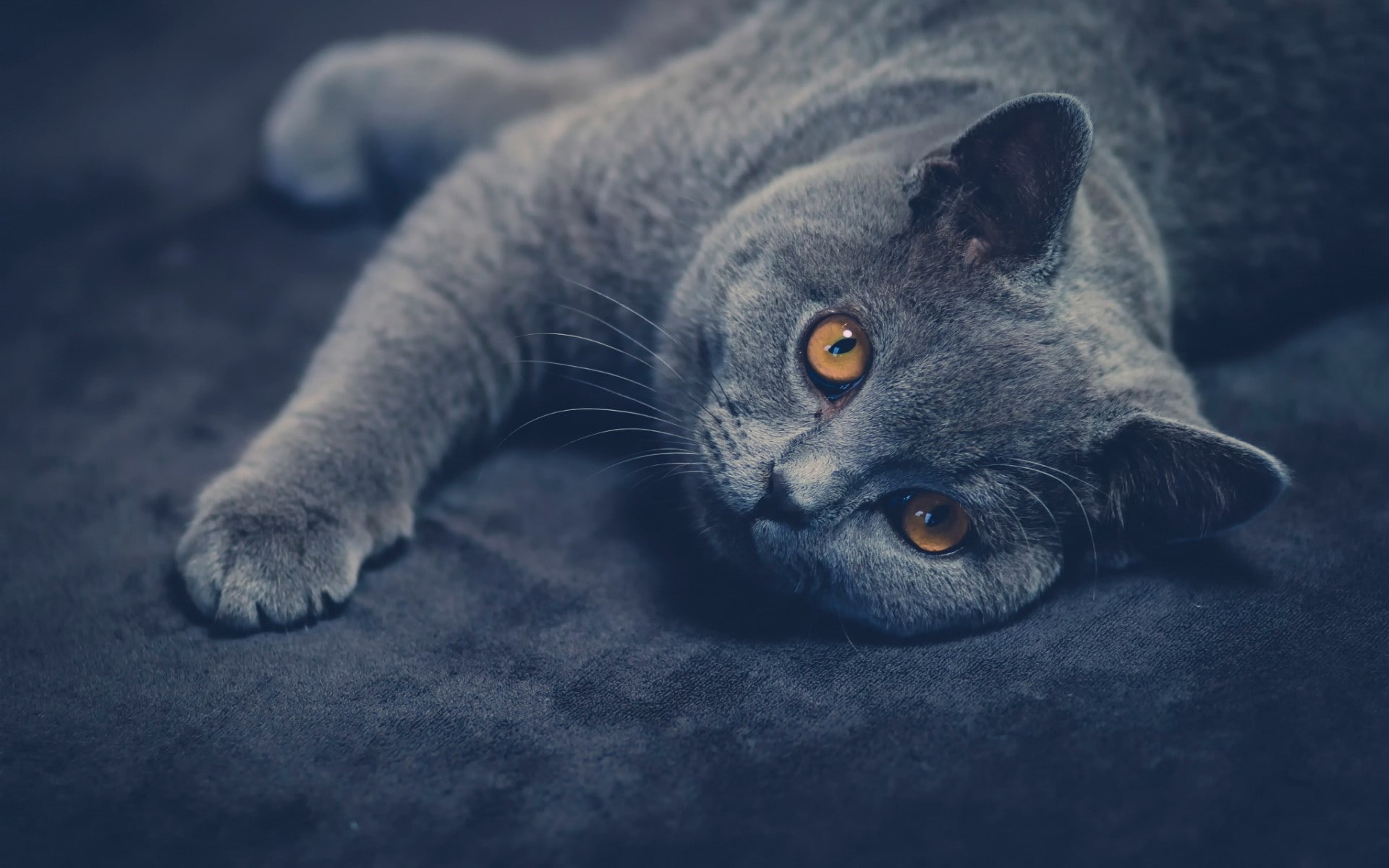 1080P, British shorthair, animals, cat, HD Wallpaper